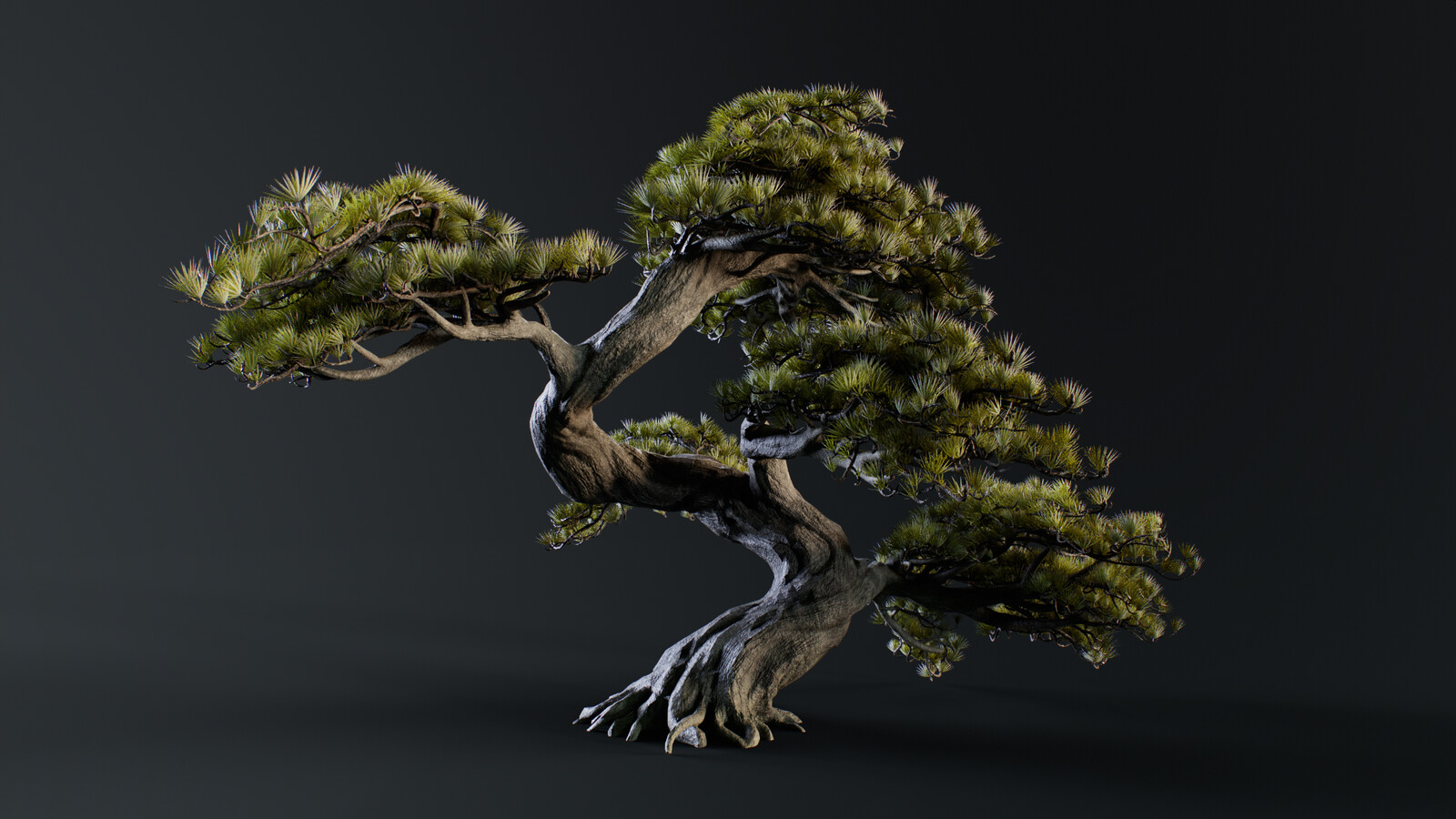 Tree in Marmoset