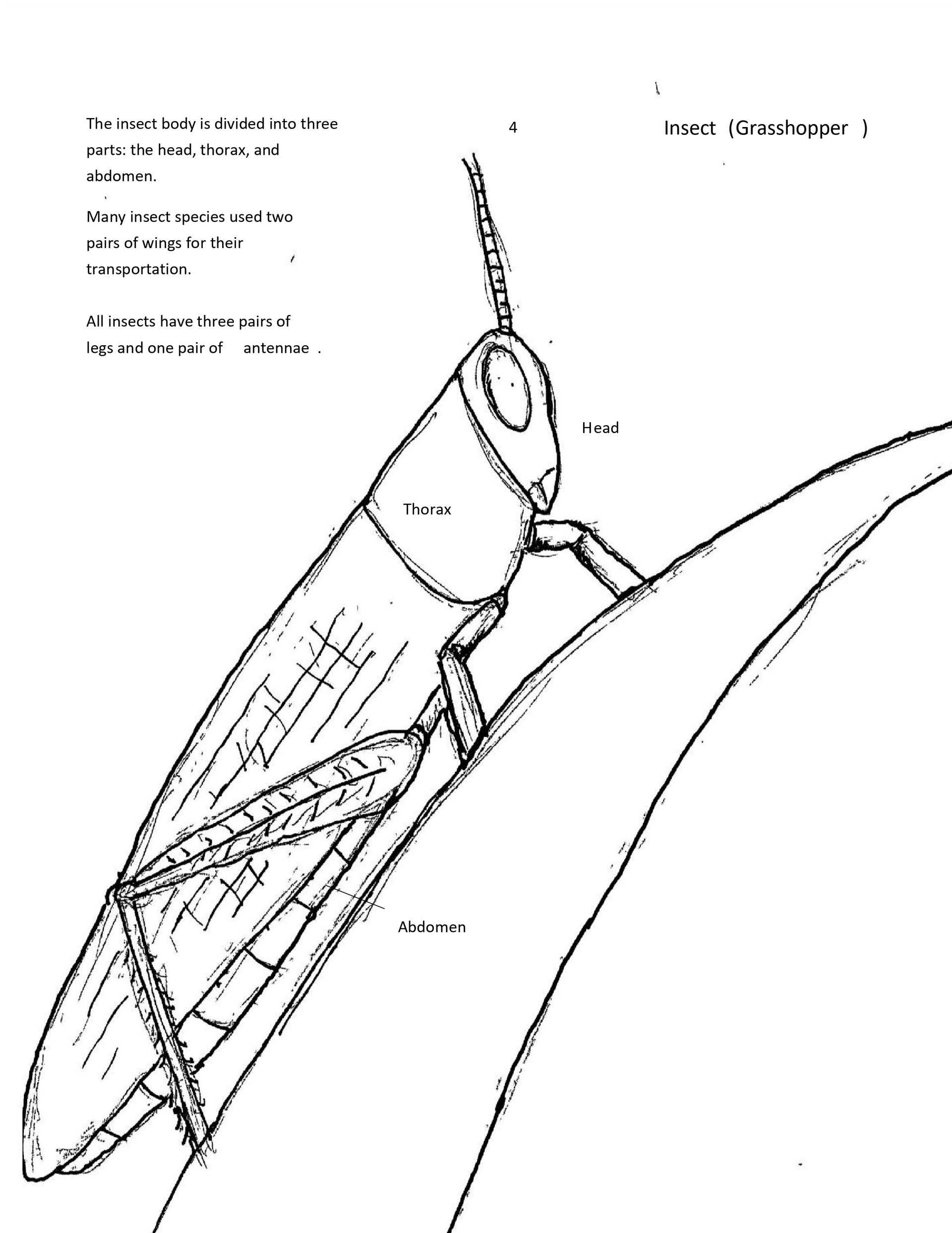 parts of an insect coloring page
