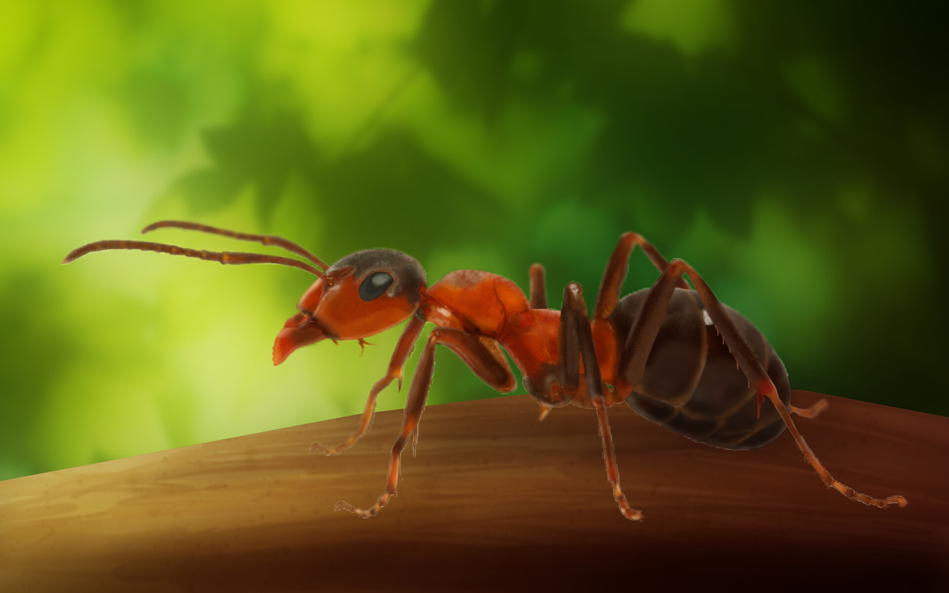 Муравей анапа. Сурецкий муравей. Томкат муравей. Насекомые муравей. Красивый муравей.