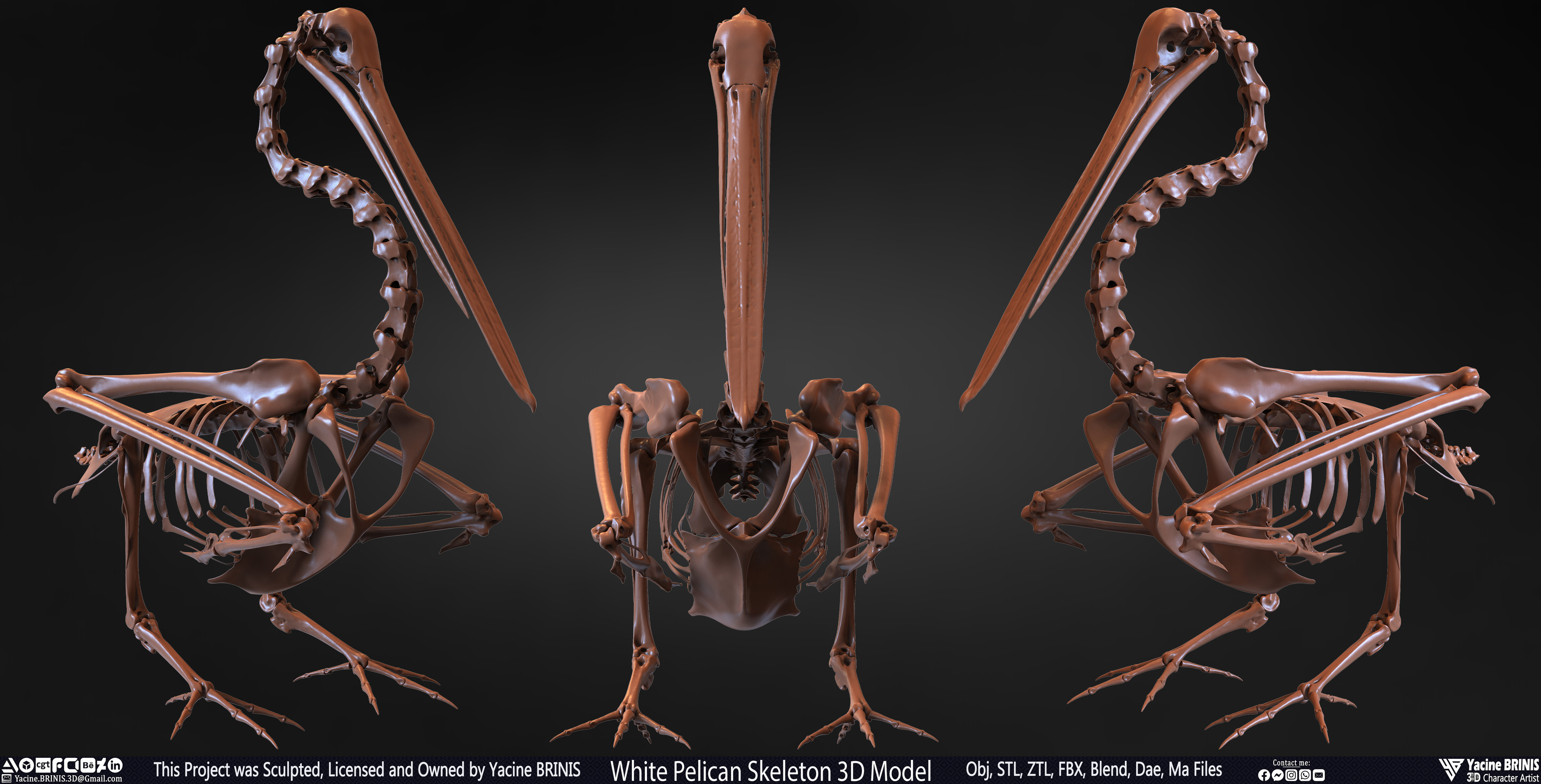 White Pelican Skeleton 3D Model Sculpted by Yacine BRINIS Set 001
