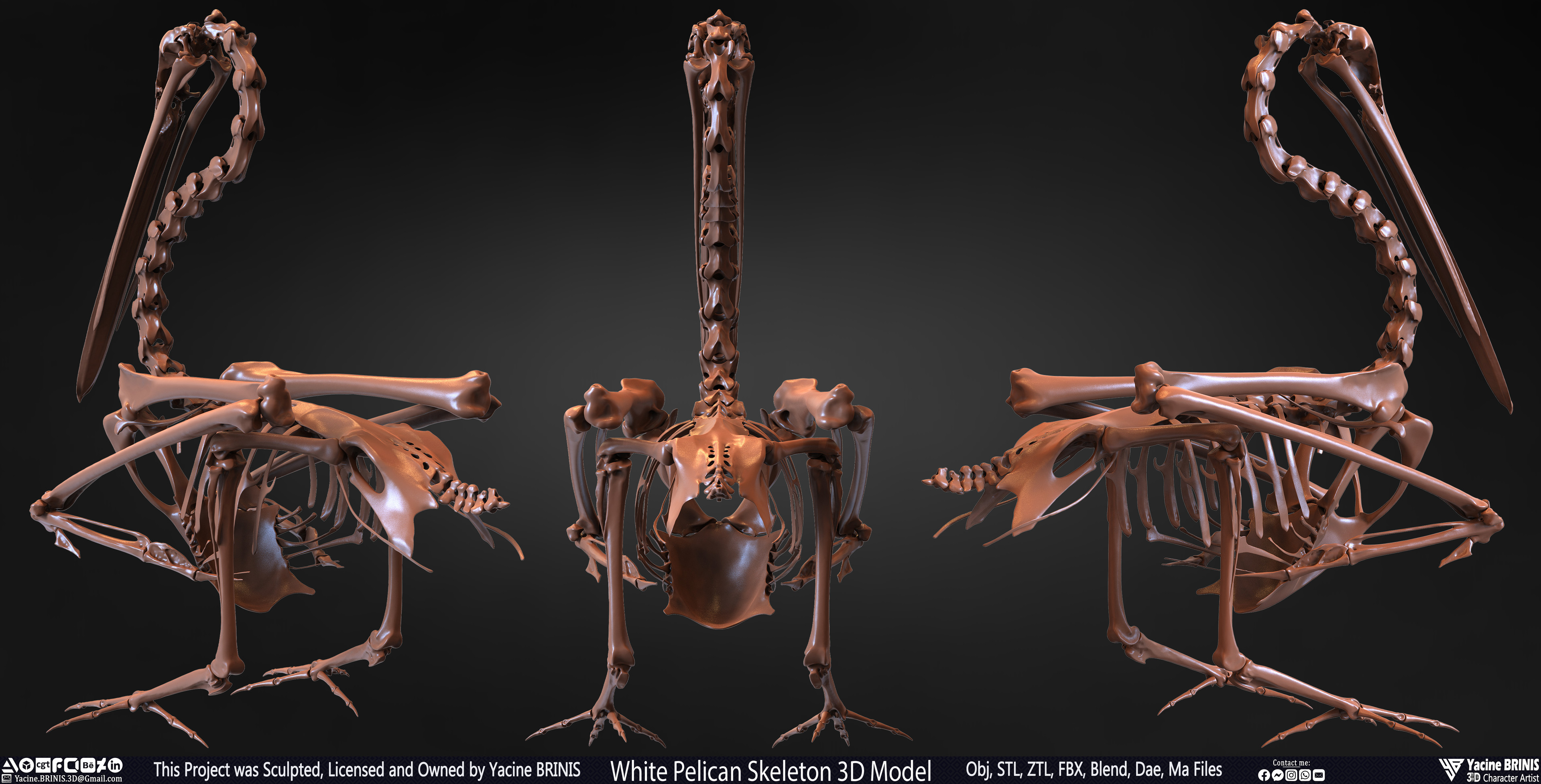 White Pelican Skeleton 3D Model Sculpted by Yacine BRINIS Set 002