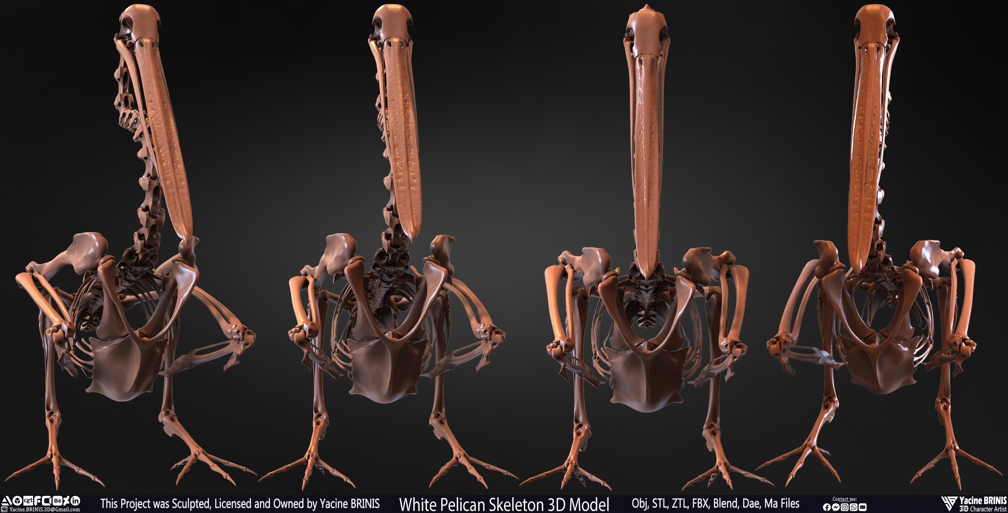 White Pelican Skeleton 3D Model Sculpted by Yacine BRINIS Set 003