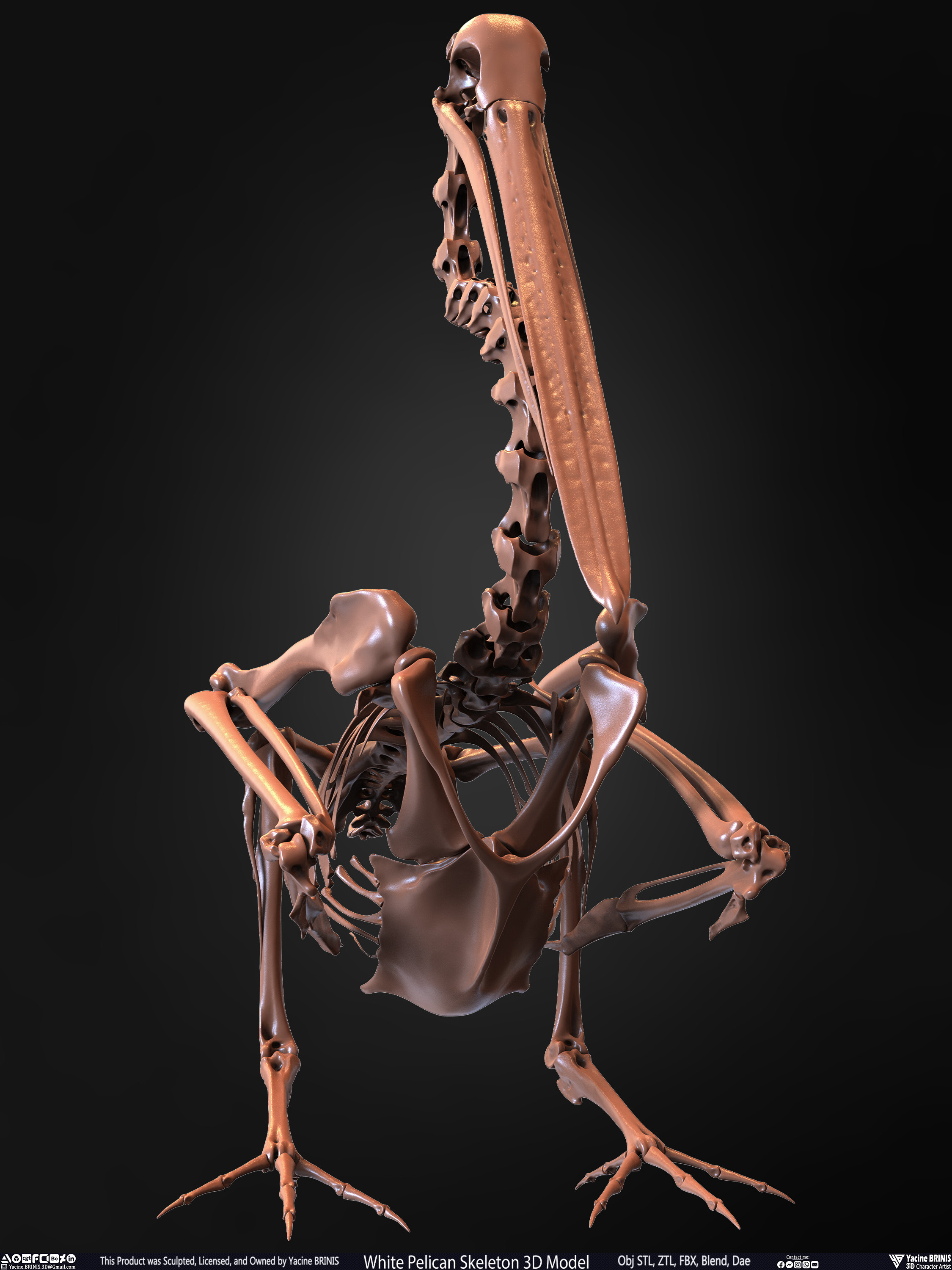 White Pelican Skeleton 3D Model Sculpted by Yacine BRINIS Set 004