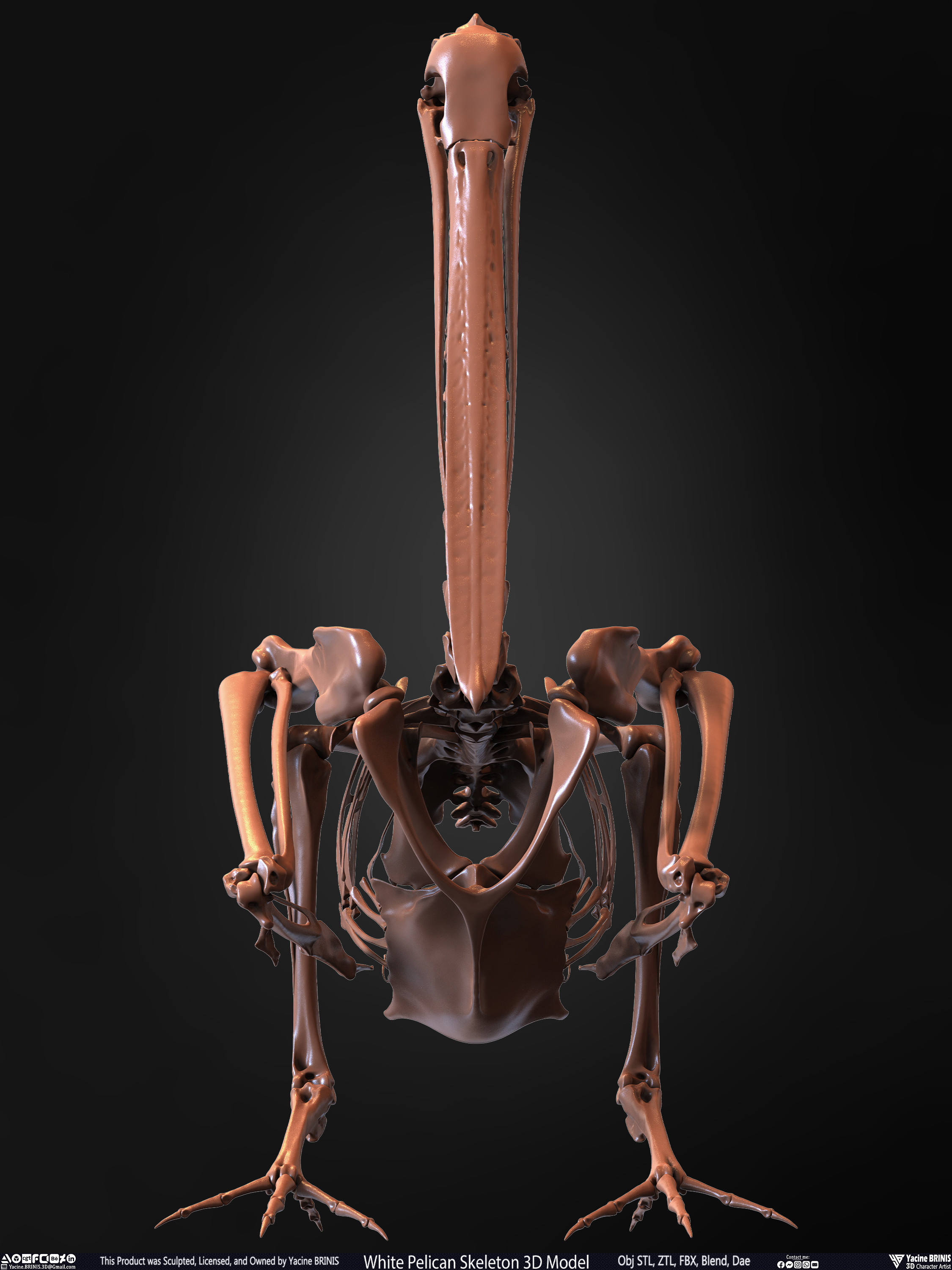 White Pelican Skeleton 3D Model Sculpted by Yacine BRINIS Set 006