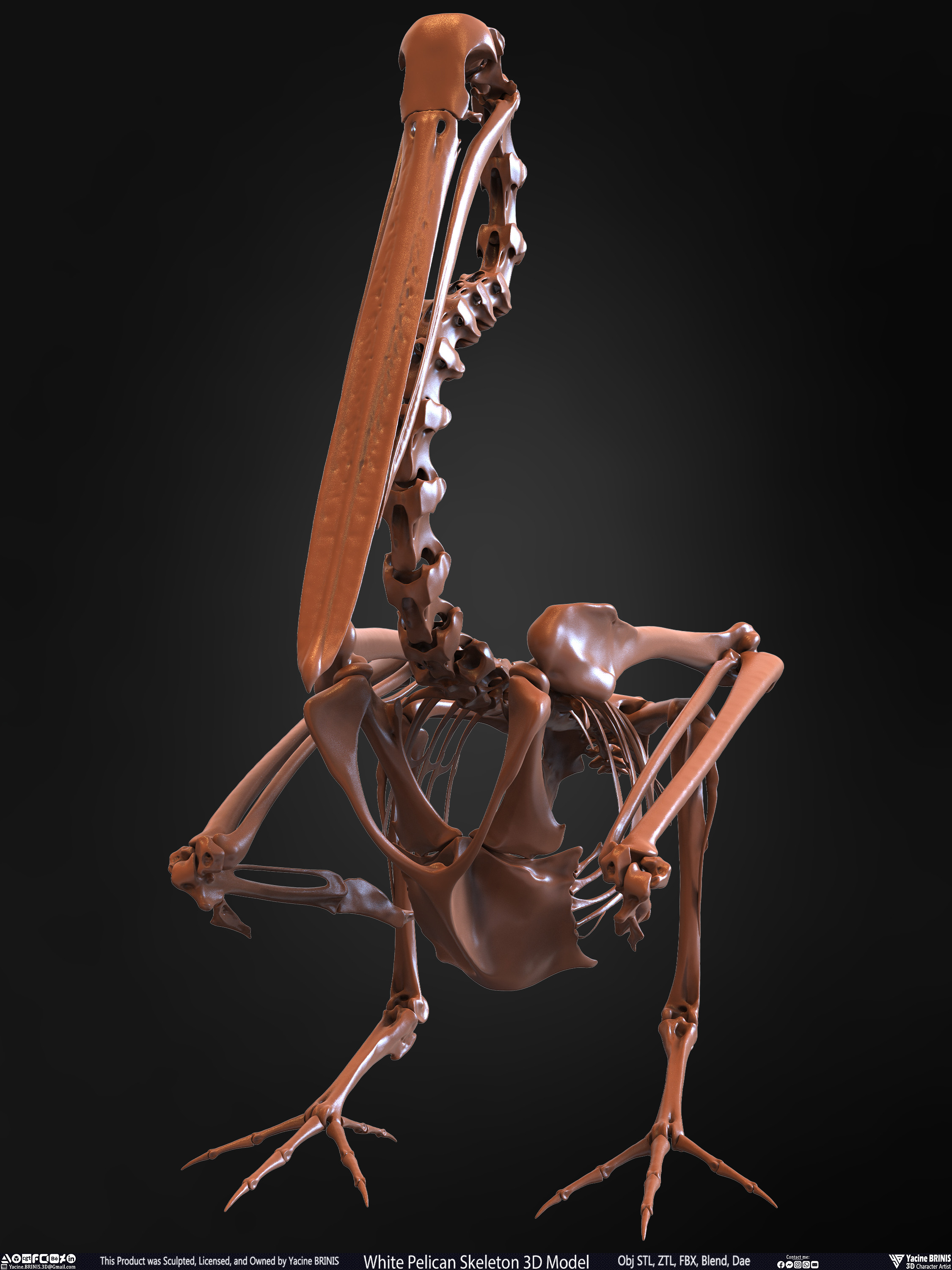White Pelican Skeleton 3D Model Sculpted by Yacine BRINIS Set 008