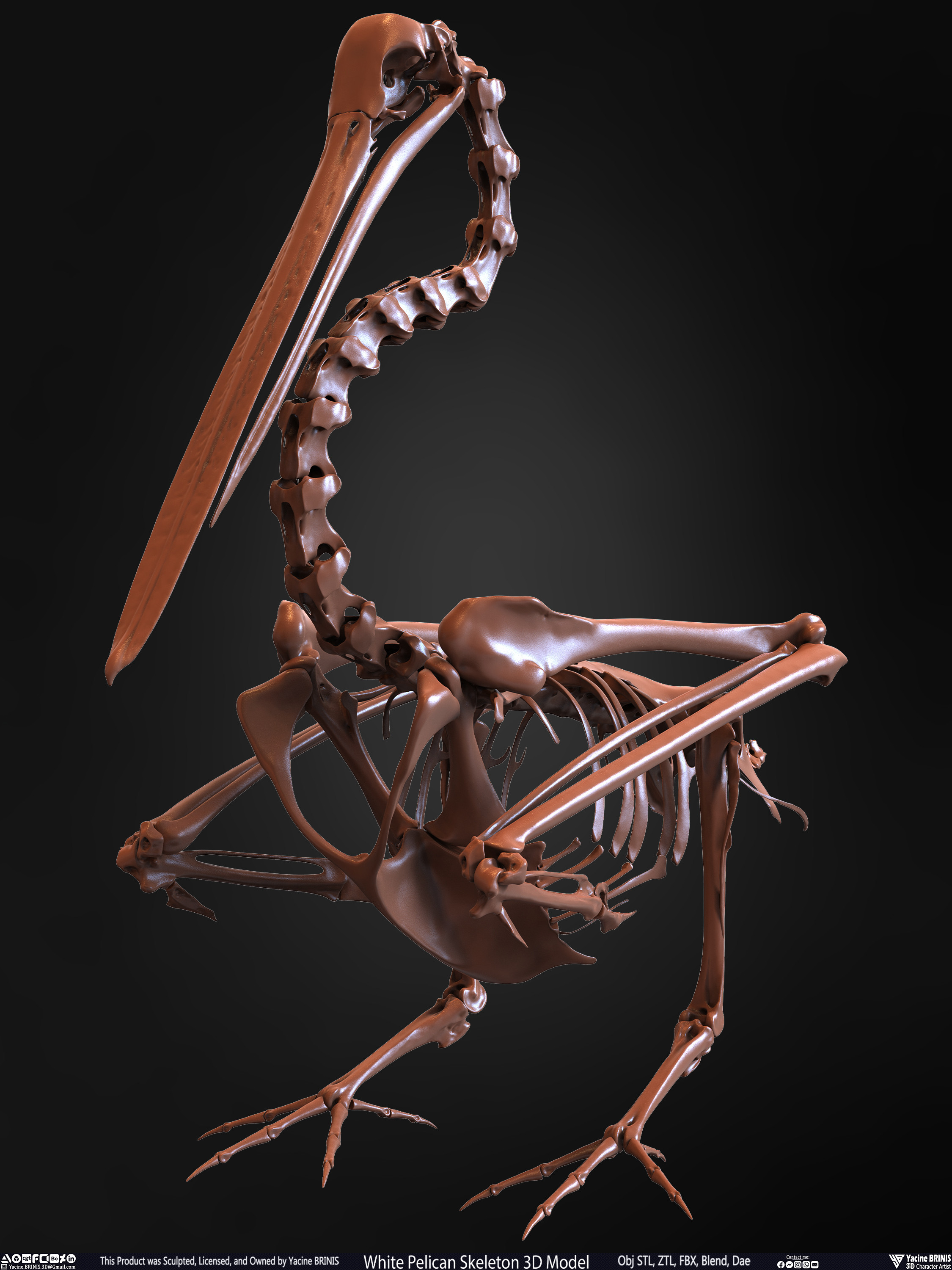 White Pelican Skeleton 3D Model Sculpted by Yacine BRINIS Set 010