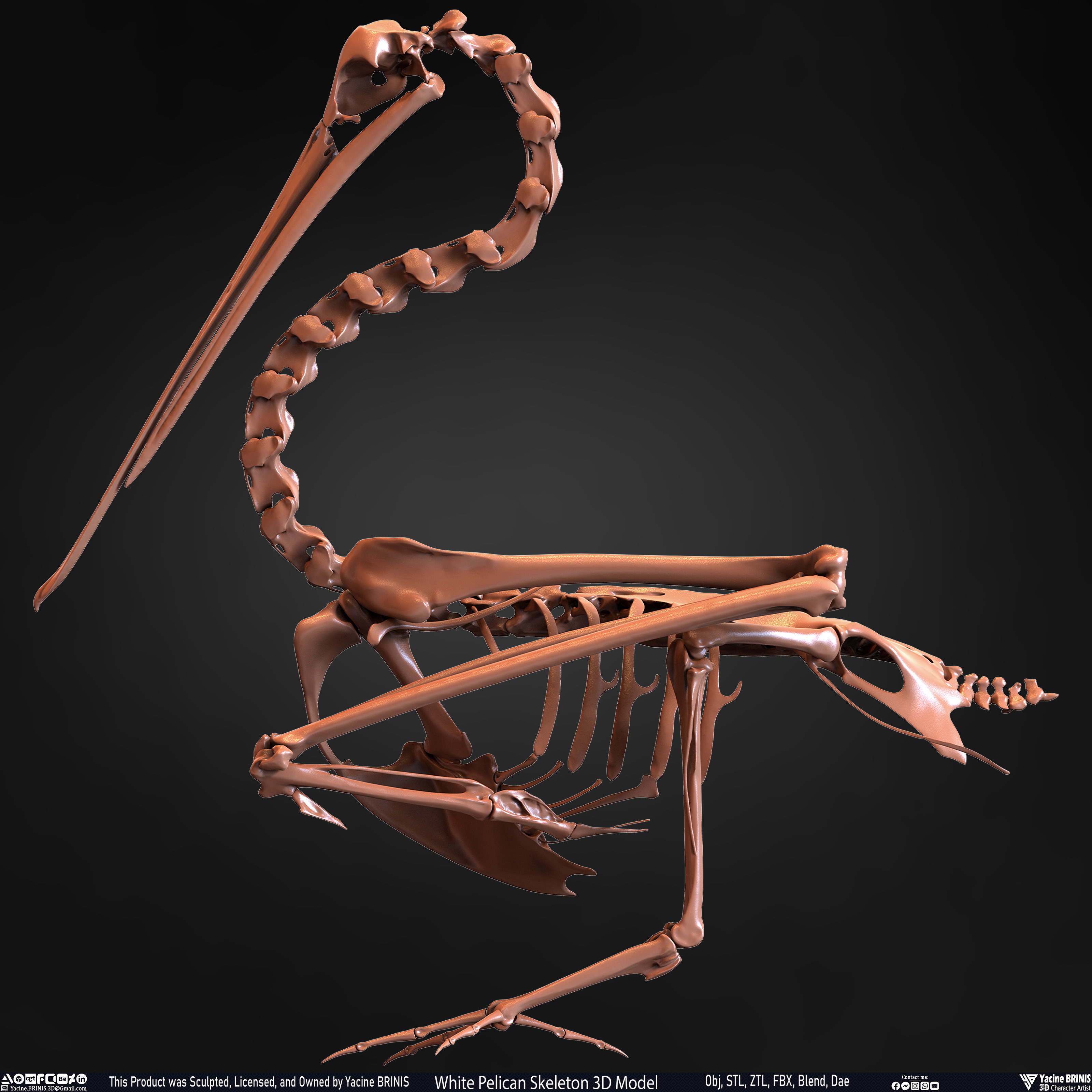 White Pelican Skeleton 3D Model Sculpted by Yacine BRINIS Set 013