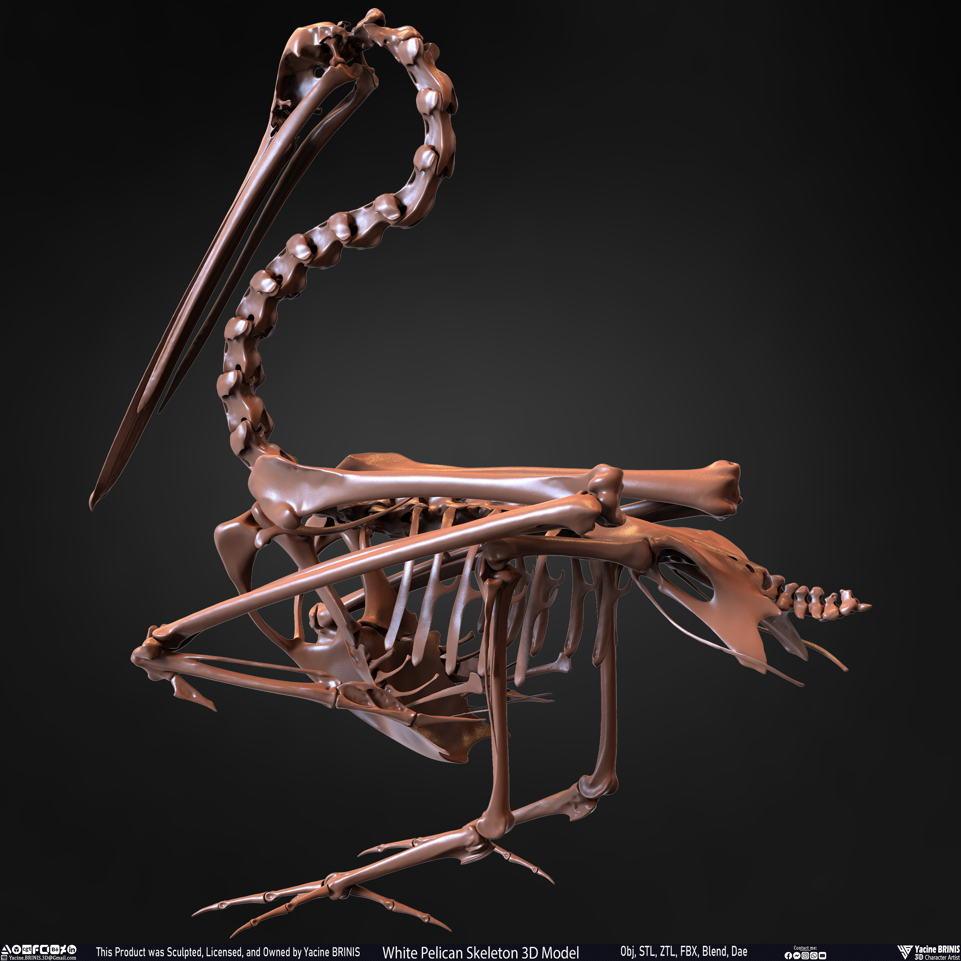 White Pelican Skeleton 3D Model Sculpted by Yacine BRINIS Set 014