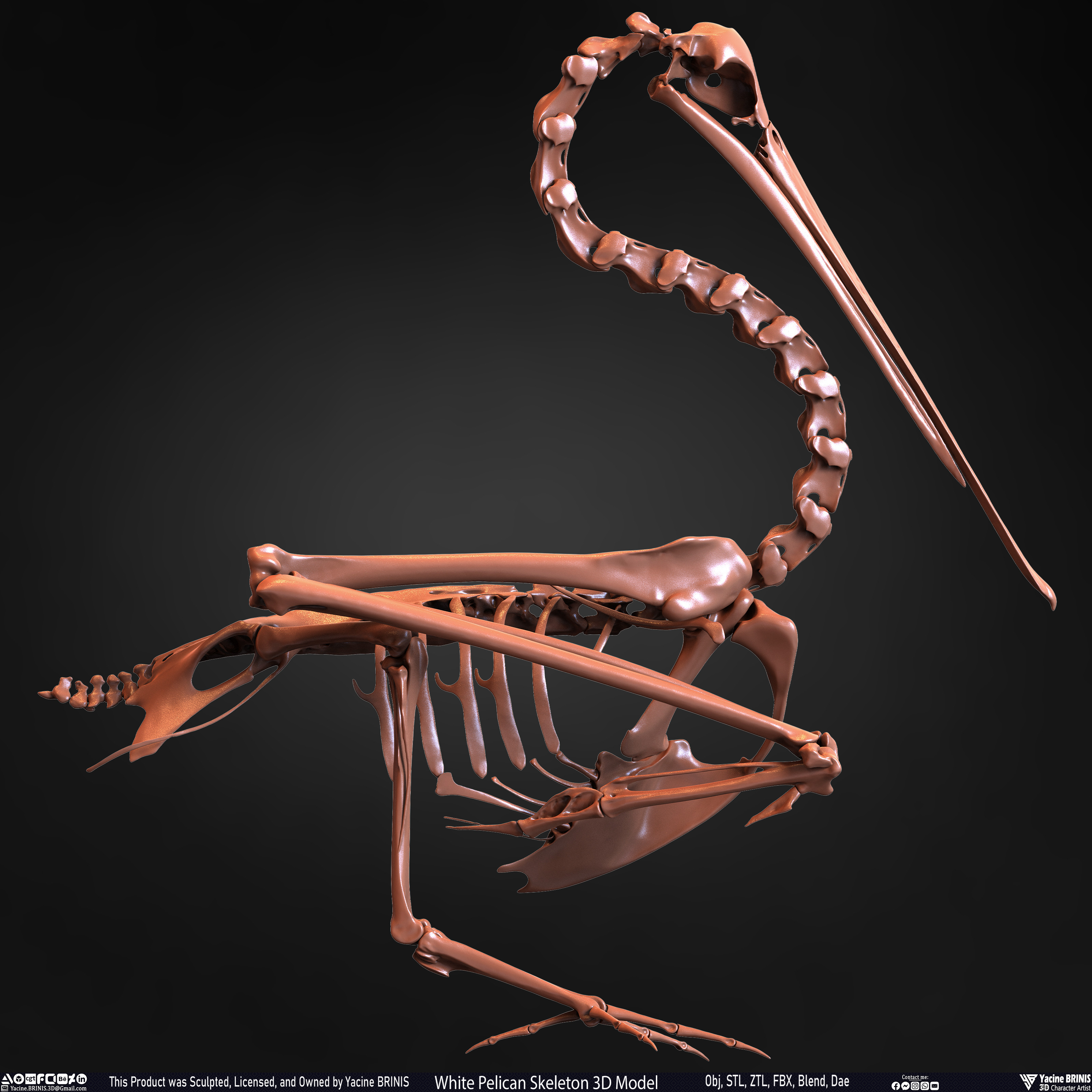 White Pelican Skeleton 3D Model Sculpted by Yacine BRINIS Set 016