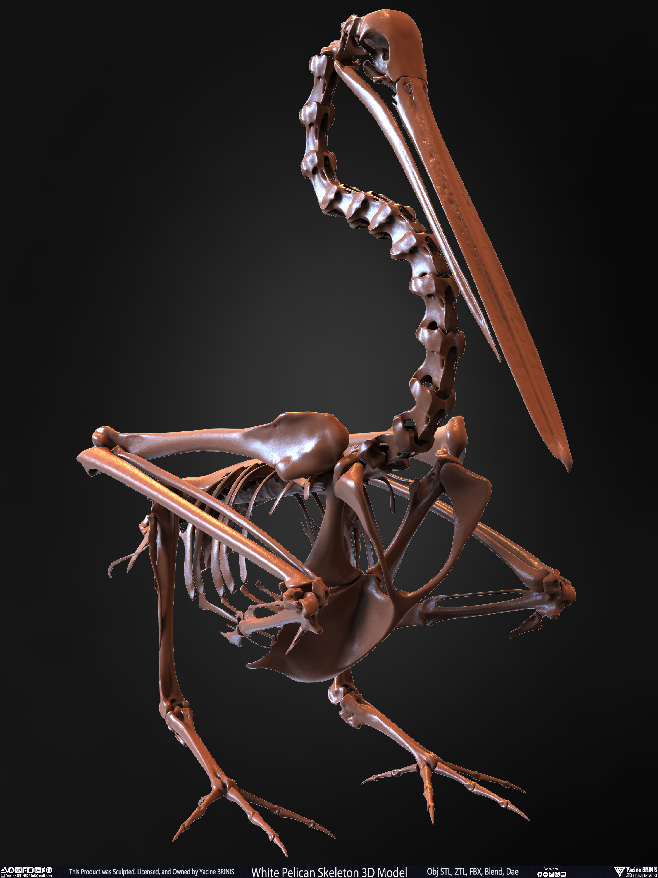 White Pelican Skeleton 3D Model Sculpted by Yacine BRINIS Set 020