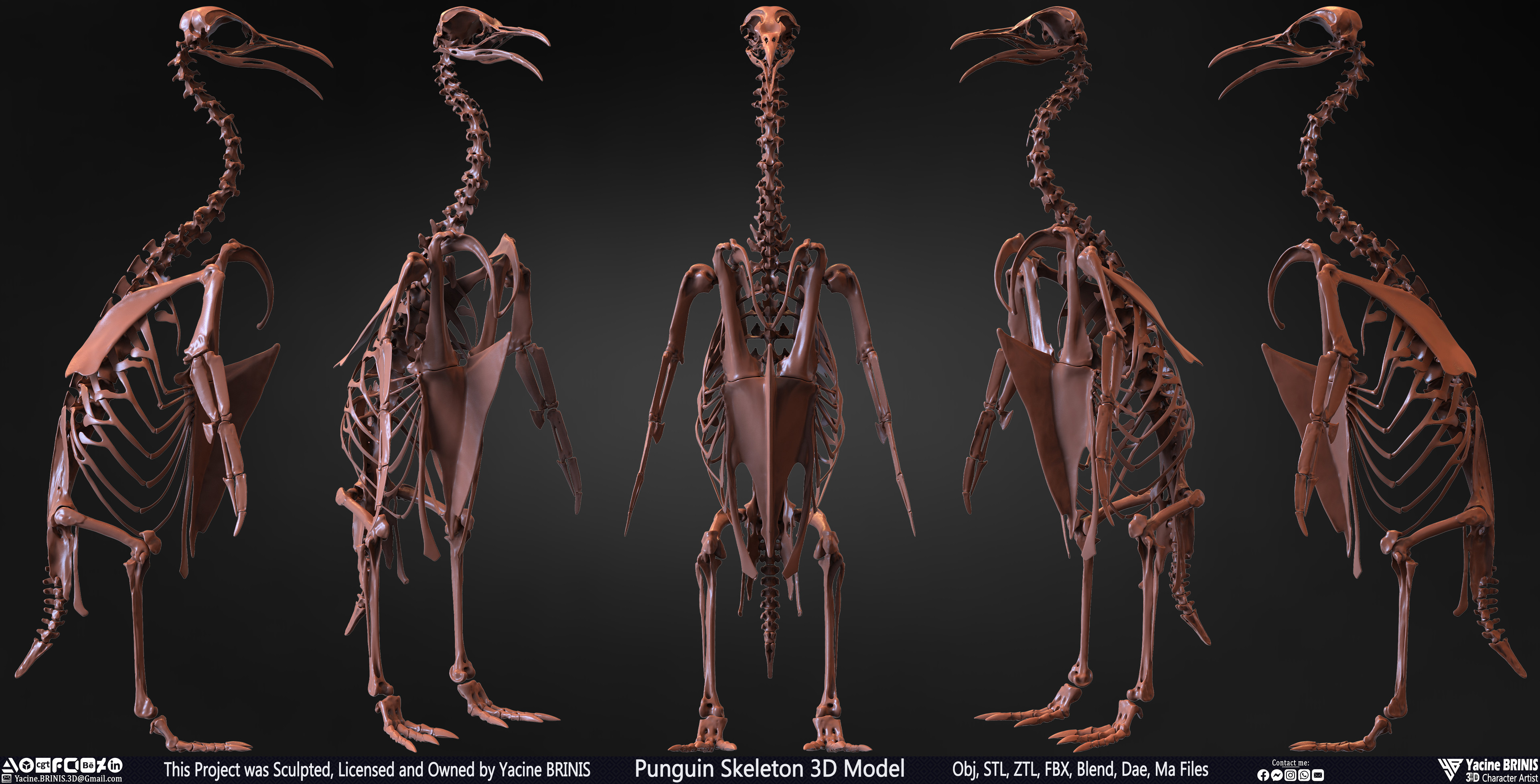 Penguin Skeleton 3D Model Sculpted by Yacine BRINIS Set 001