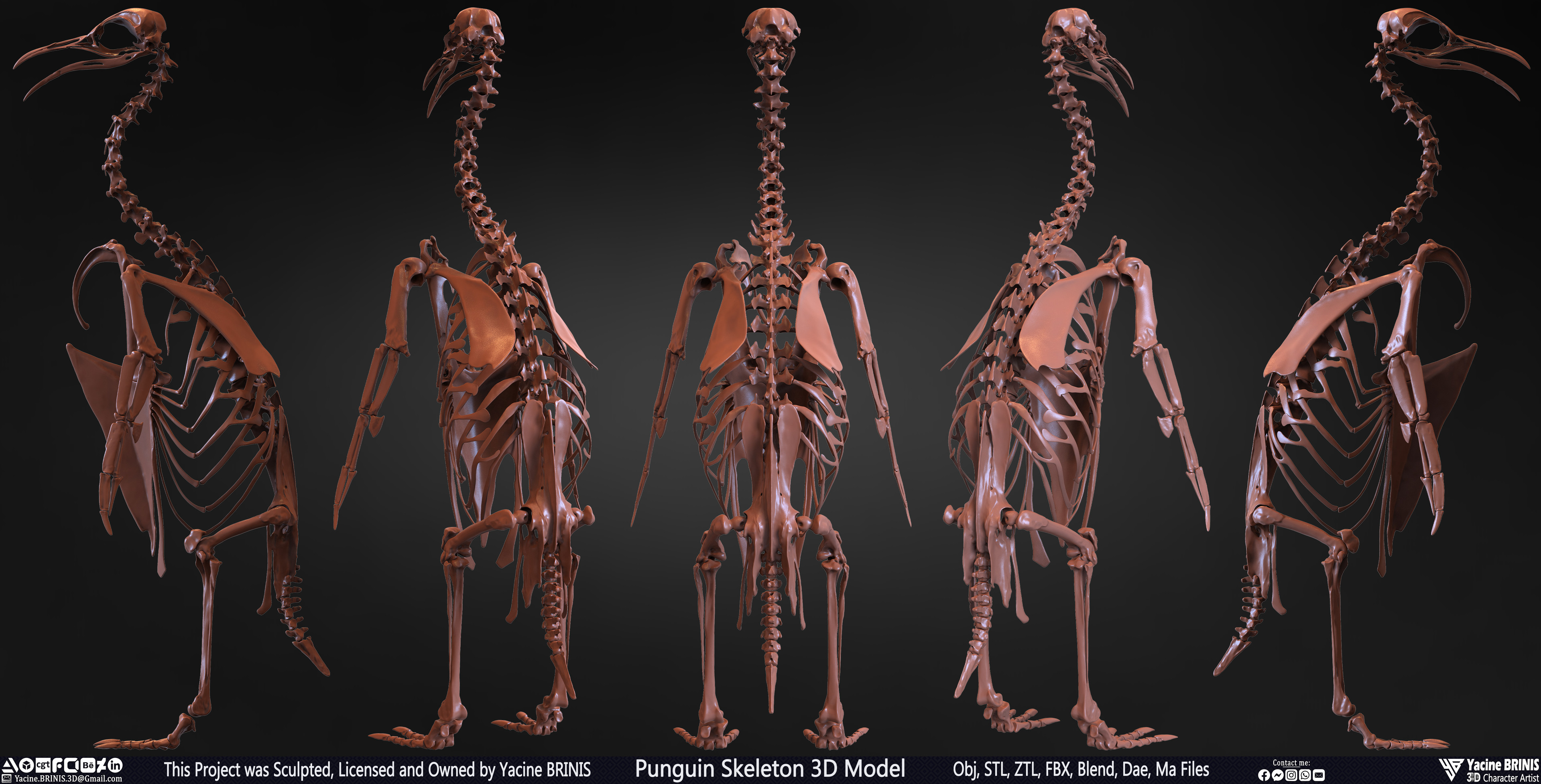 Penguin Skeleton 3D Model Sculpted by Yacine BRINIS Set 002