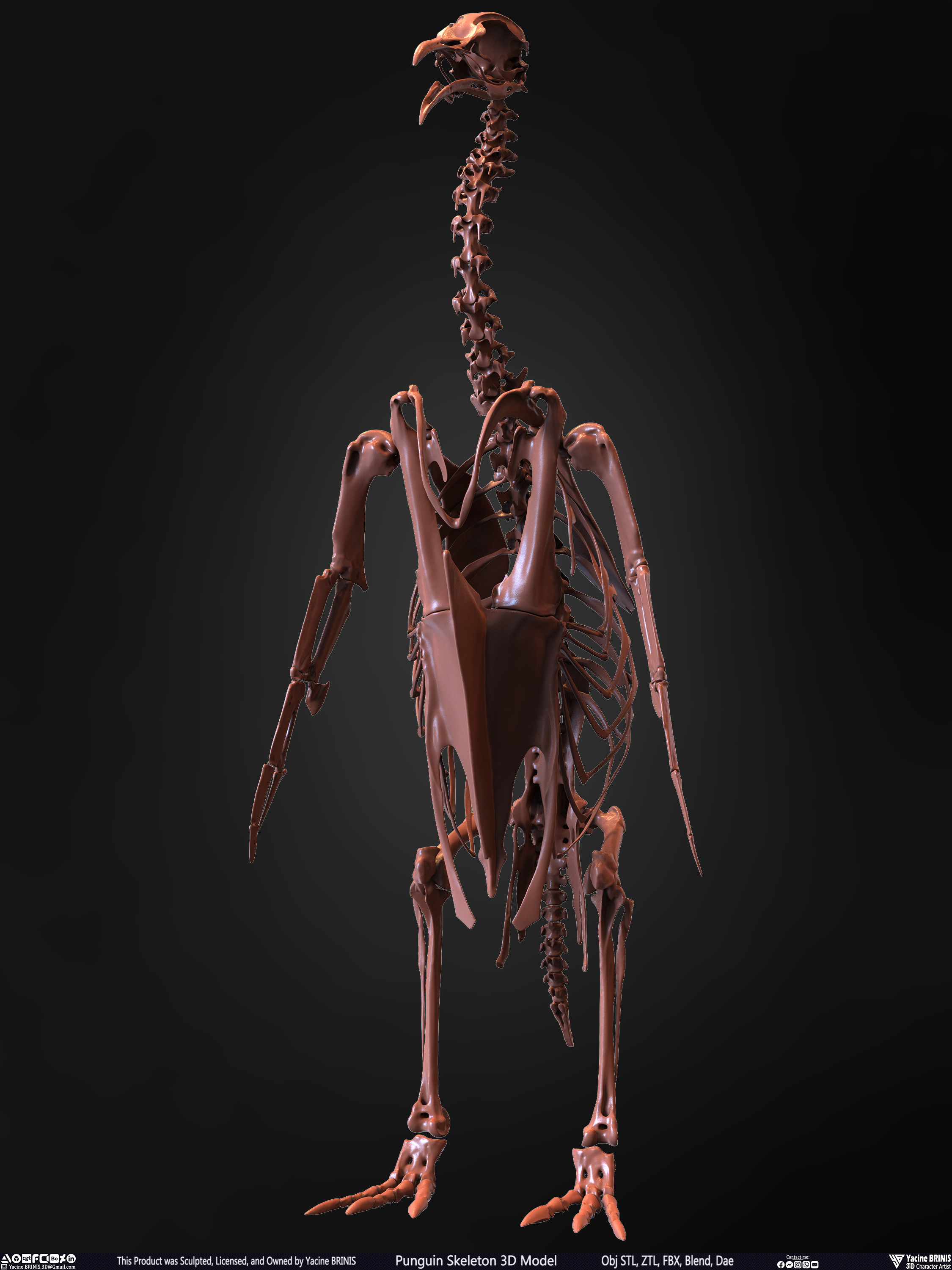 Penguin Skeleton 3D Model Sculpted by Yacine BRINIS Set 006