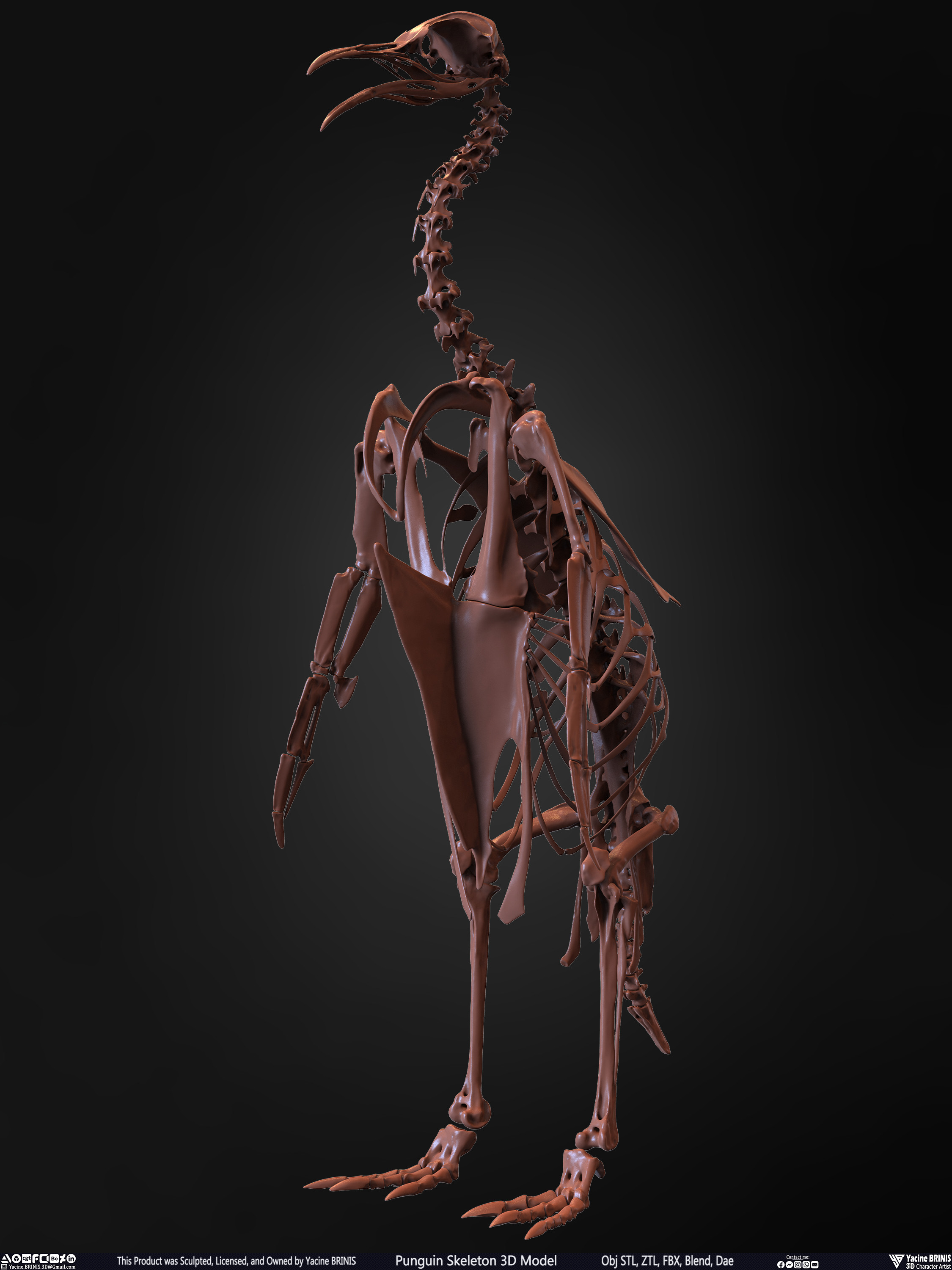 Penguin Skeleton 3D Model Sculpted by Yacine BRINIS Set 008