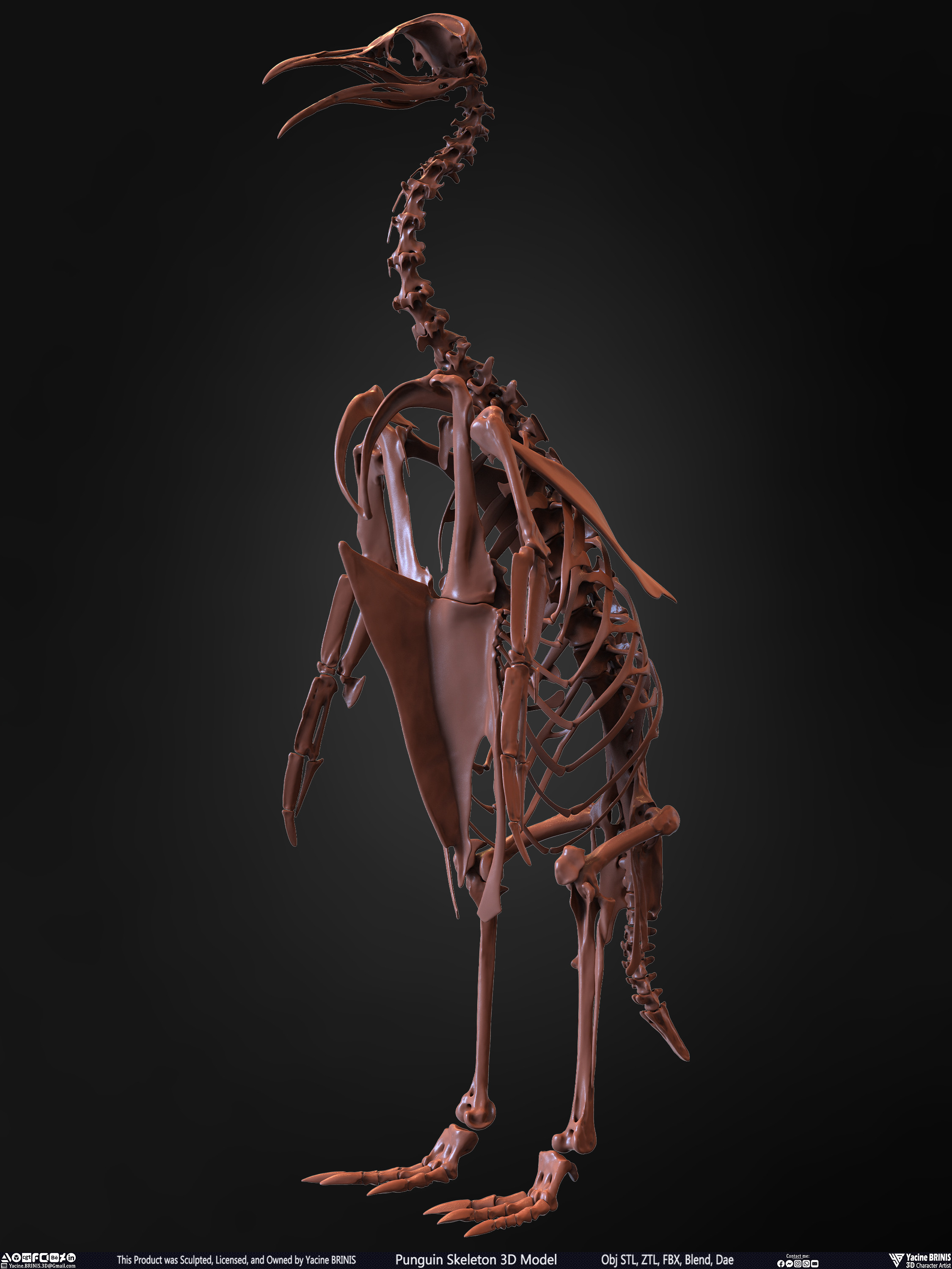 Penguin Skeleton 3D Model Sculpted by Yacine BRINIS Set 009
