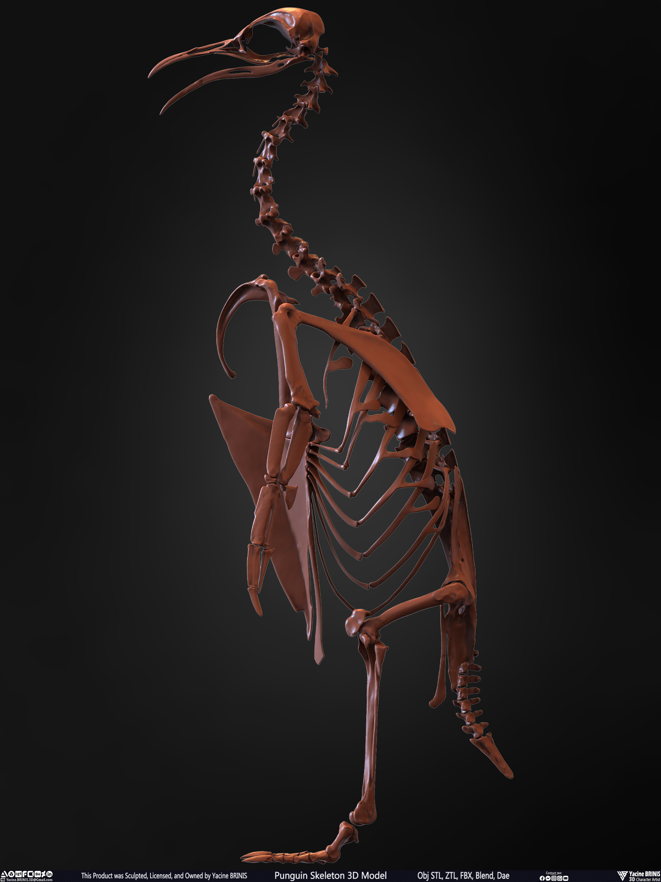 Penguin Skeleton 3D Model Sculpted by Yacine BRINIS Set 011