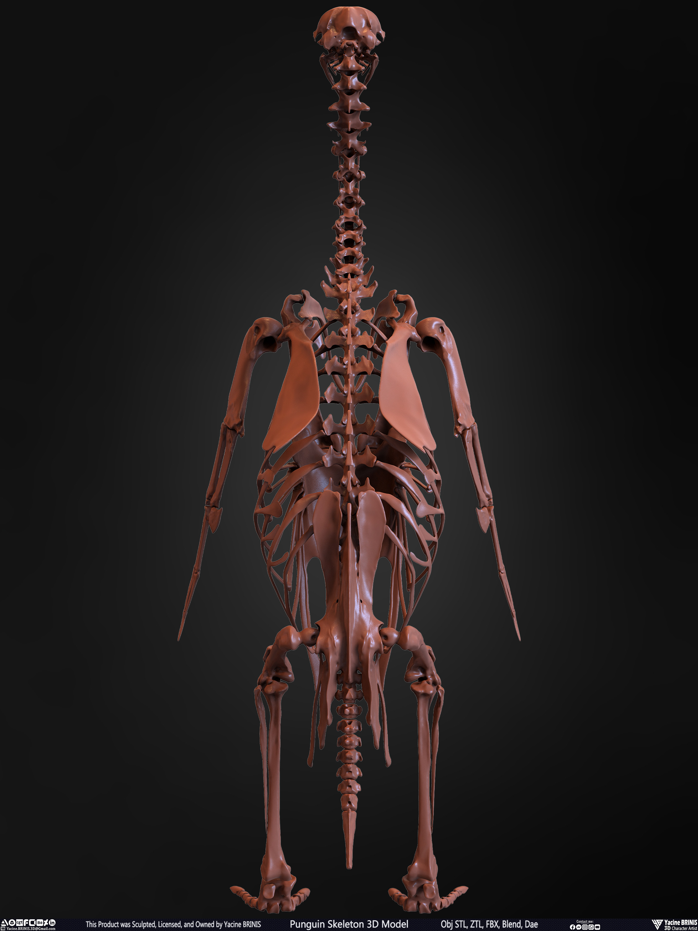 Penguin Skeleton 3D Model Sculpted by Yacine BRINIS Set 012