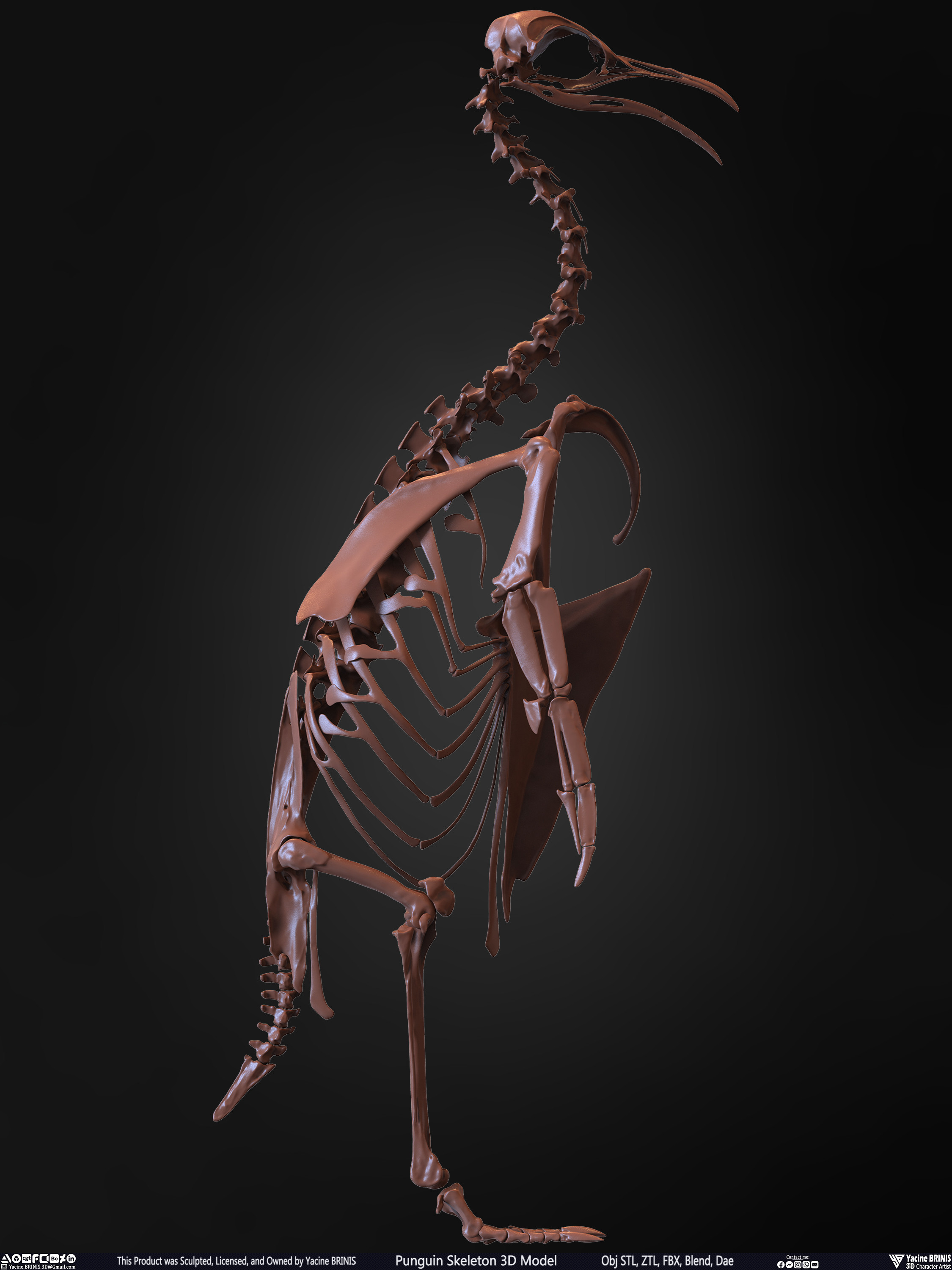 Penguin Skeleton 3D Model Sculpted by Yacine BRINIS Set 014