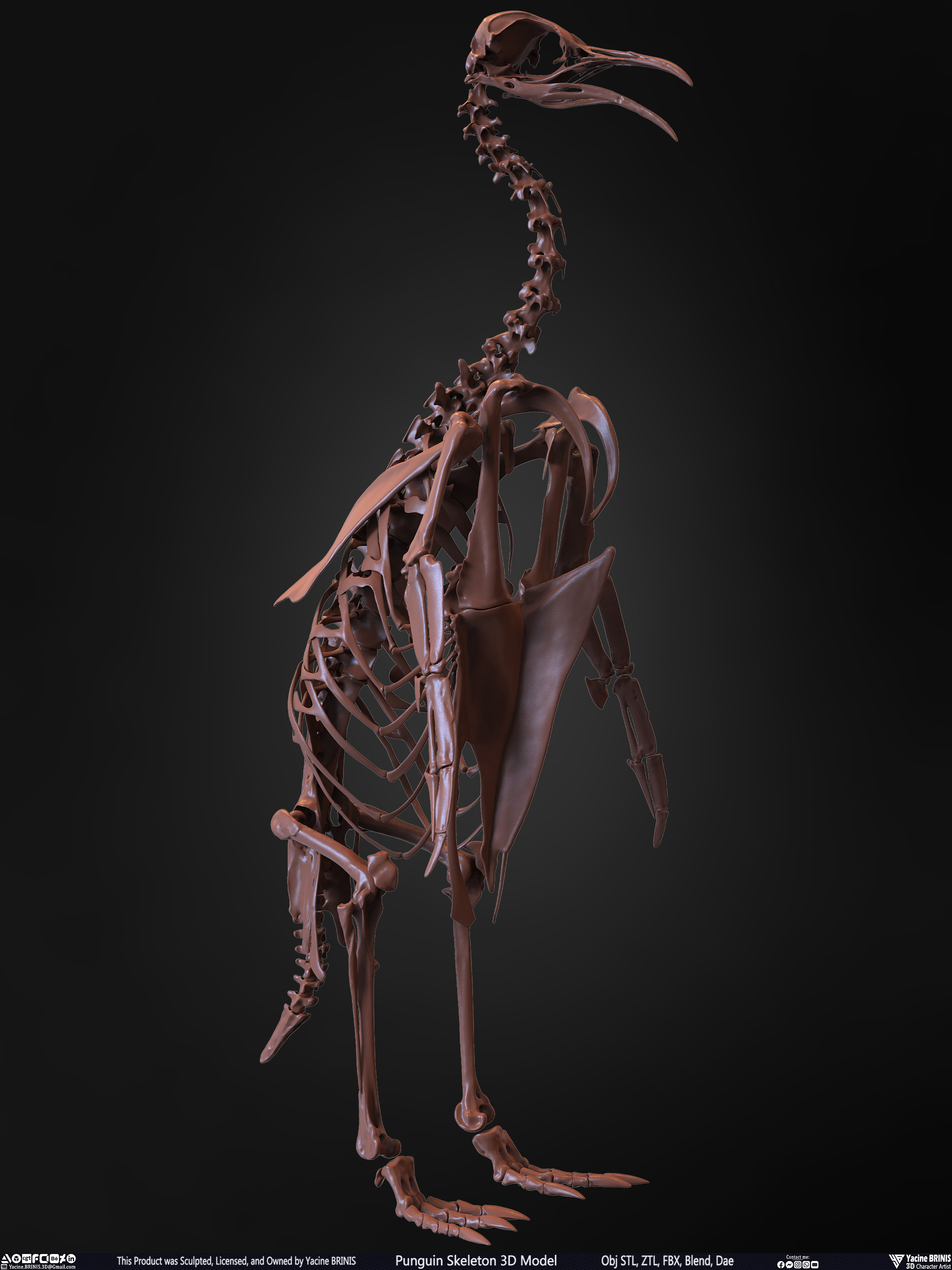 Penguin Skeleton 3D Model Sculpted by Yacine BRINIS Set 015