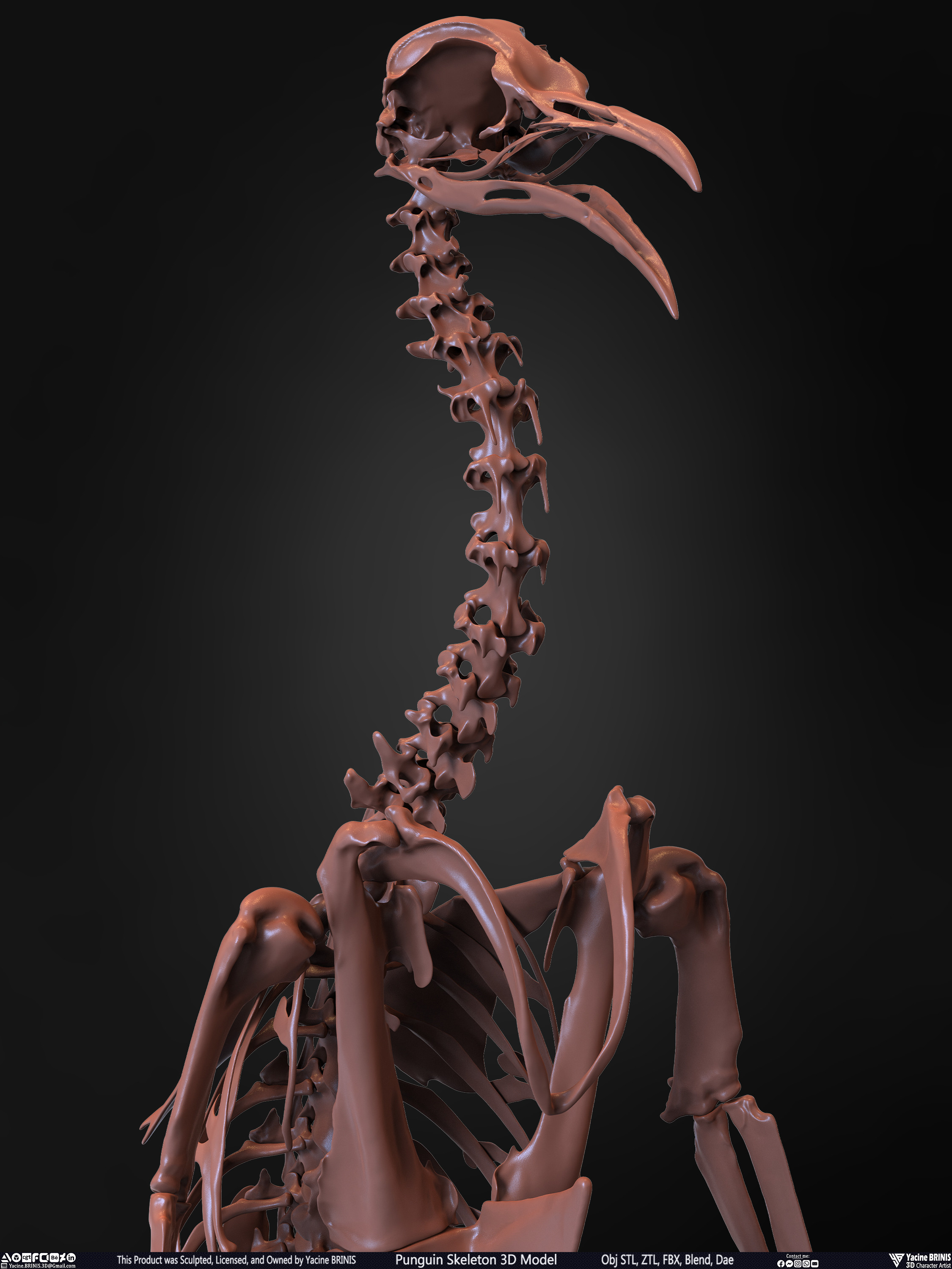 Penguin Skeleton 3D Model Sculpted by Yacine BRINIS Set 017