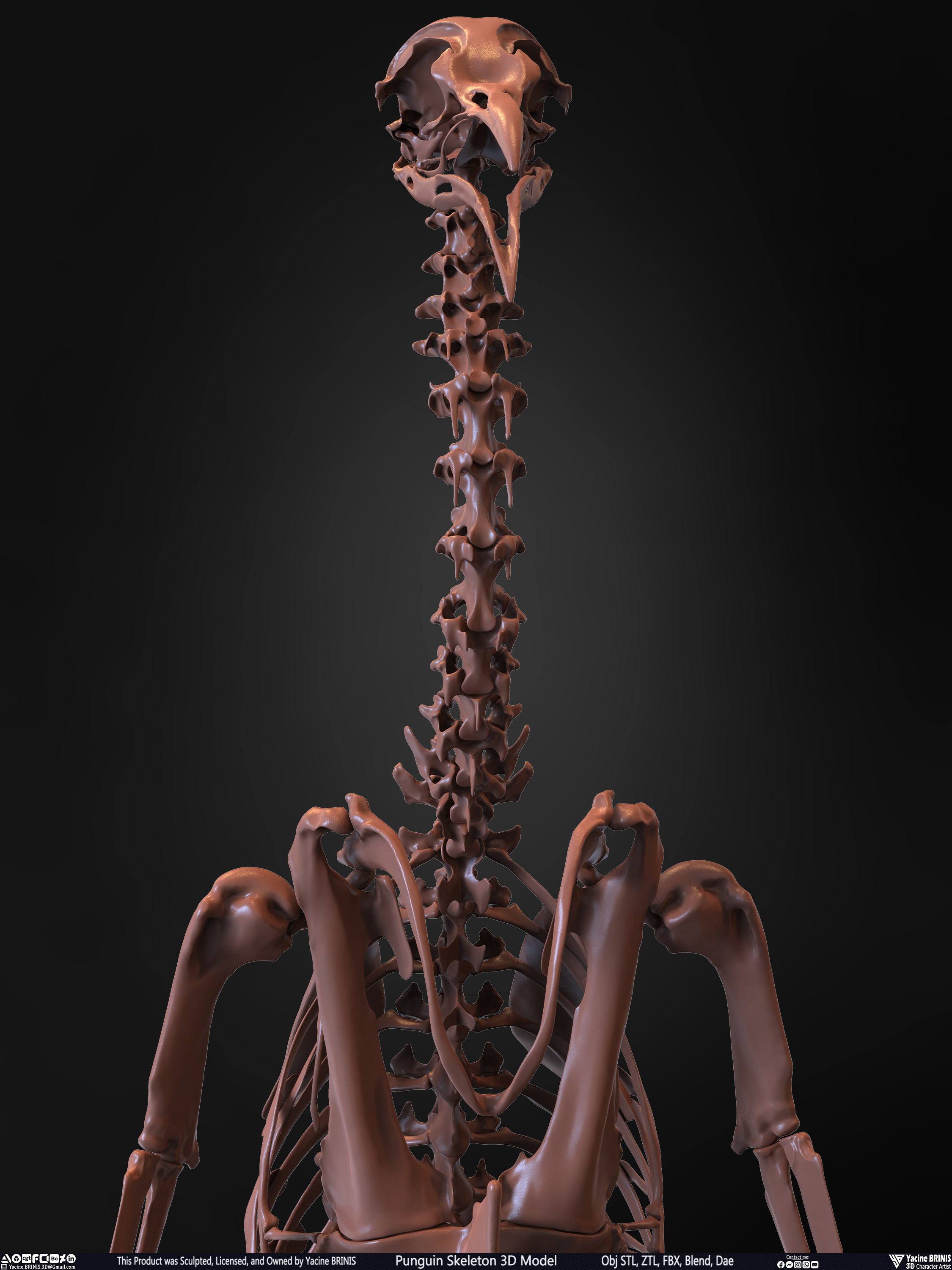Penguin Skeleton 3D Model Sculpted by Yacine BRINIS Set 018