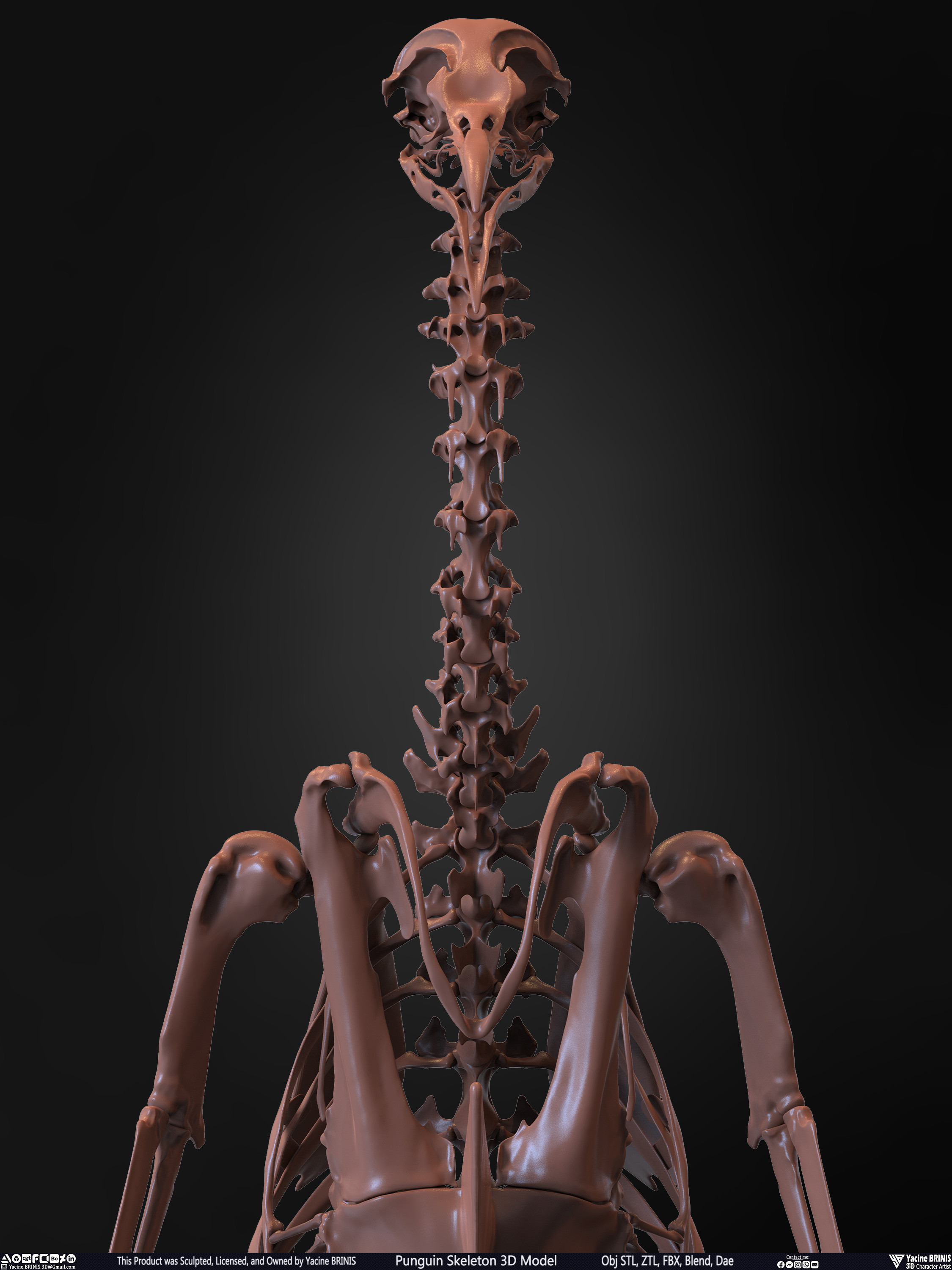 Penguin Skeleton 3D Model Sculpted by Yacine BRINIS Set 019