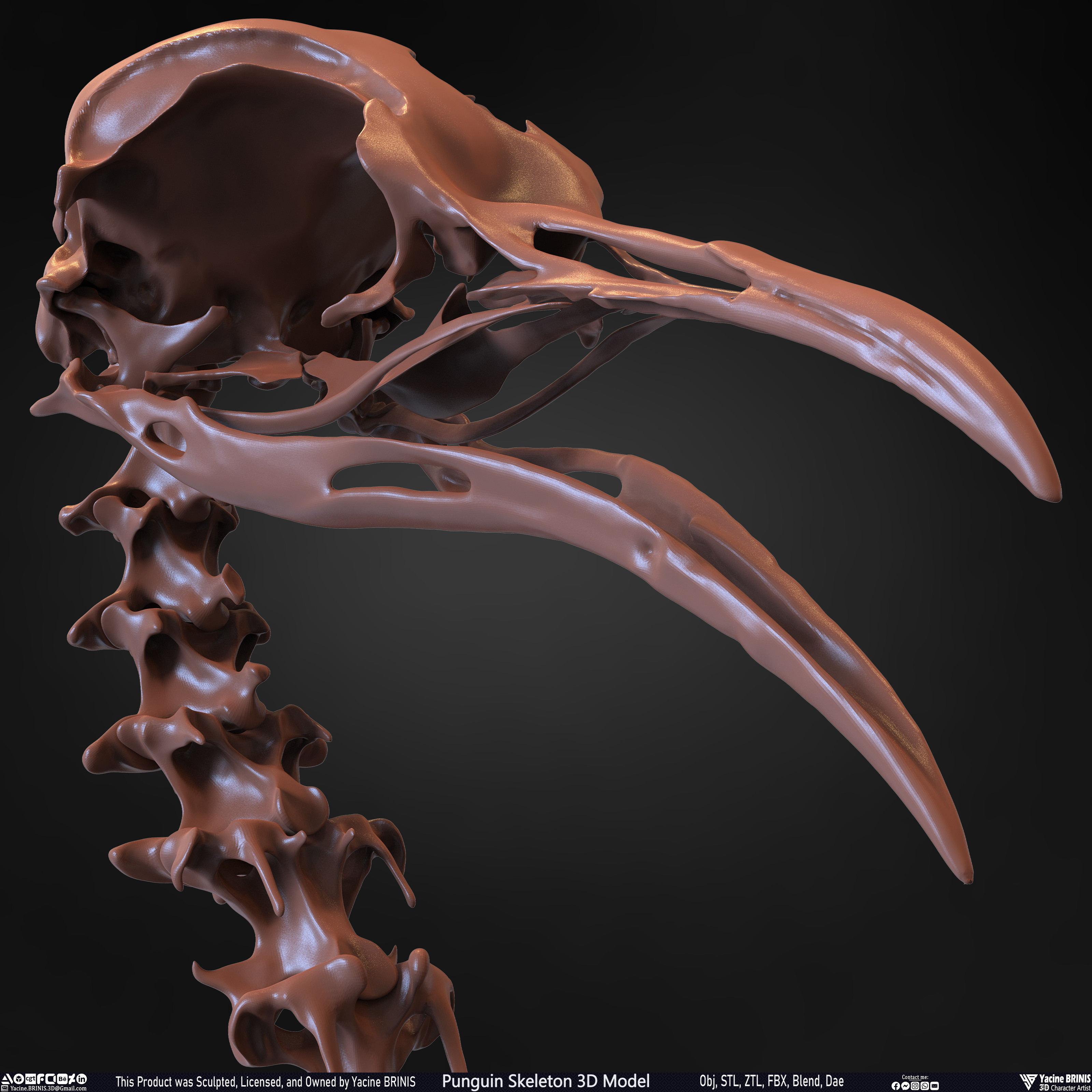 Penguin Skeleton 3D Model Sculpted by Yacine BRINIS Set 020
