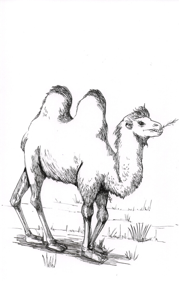 Camel Drawing Amazing - Drawing Skill