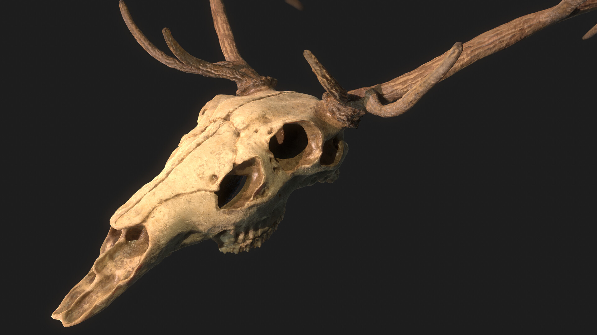 ArtStation Deer Skull