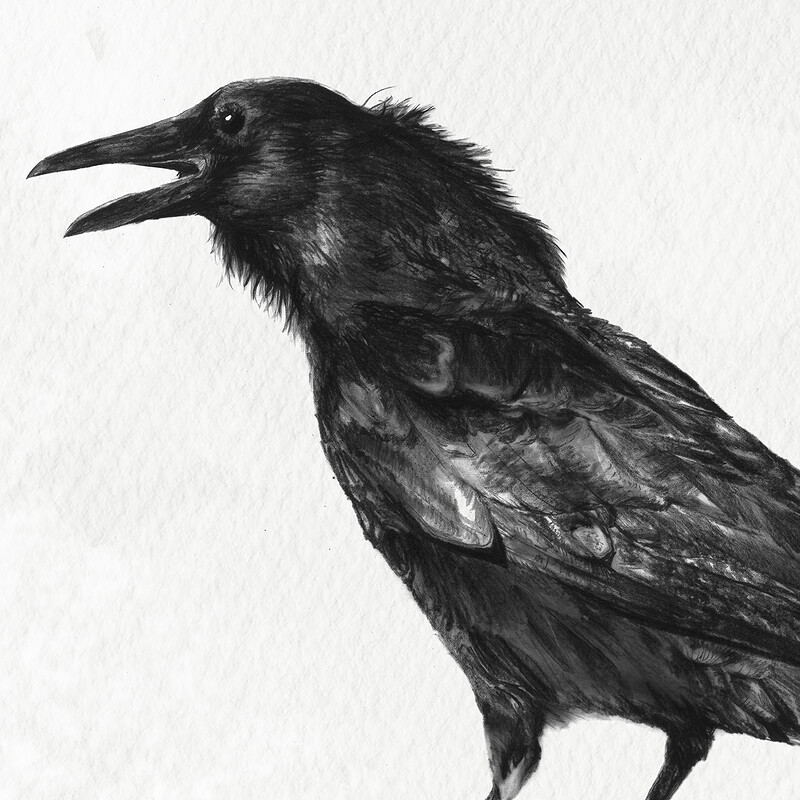 American Crow