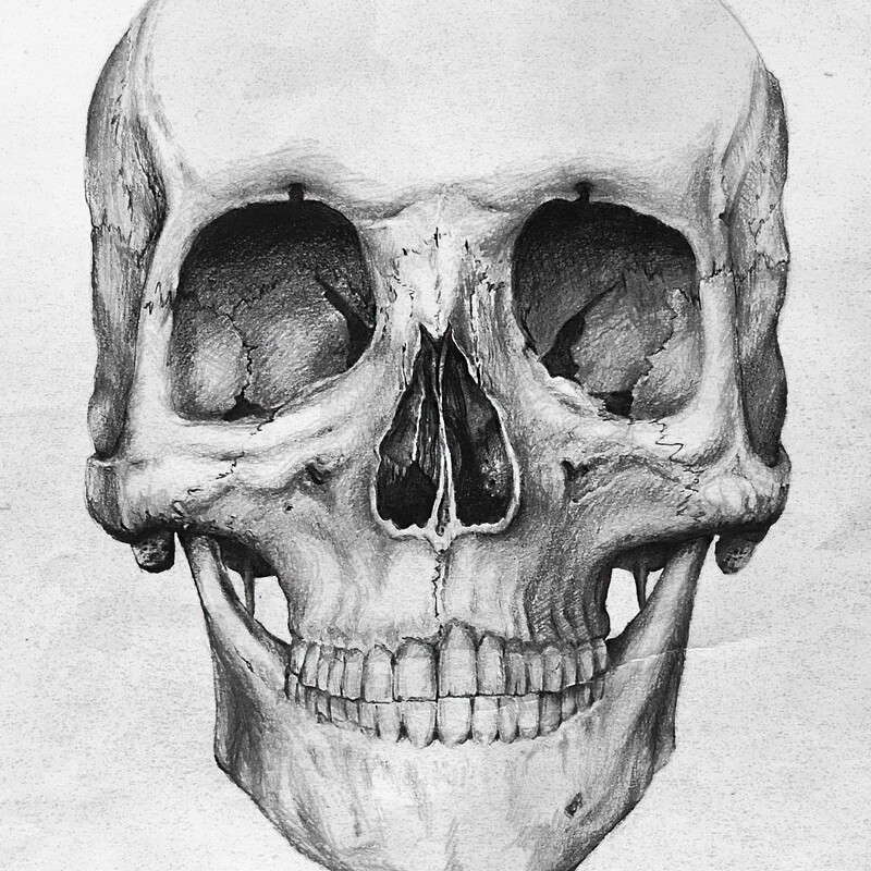 Human Skull