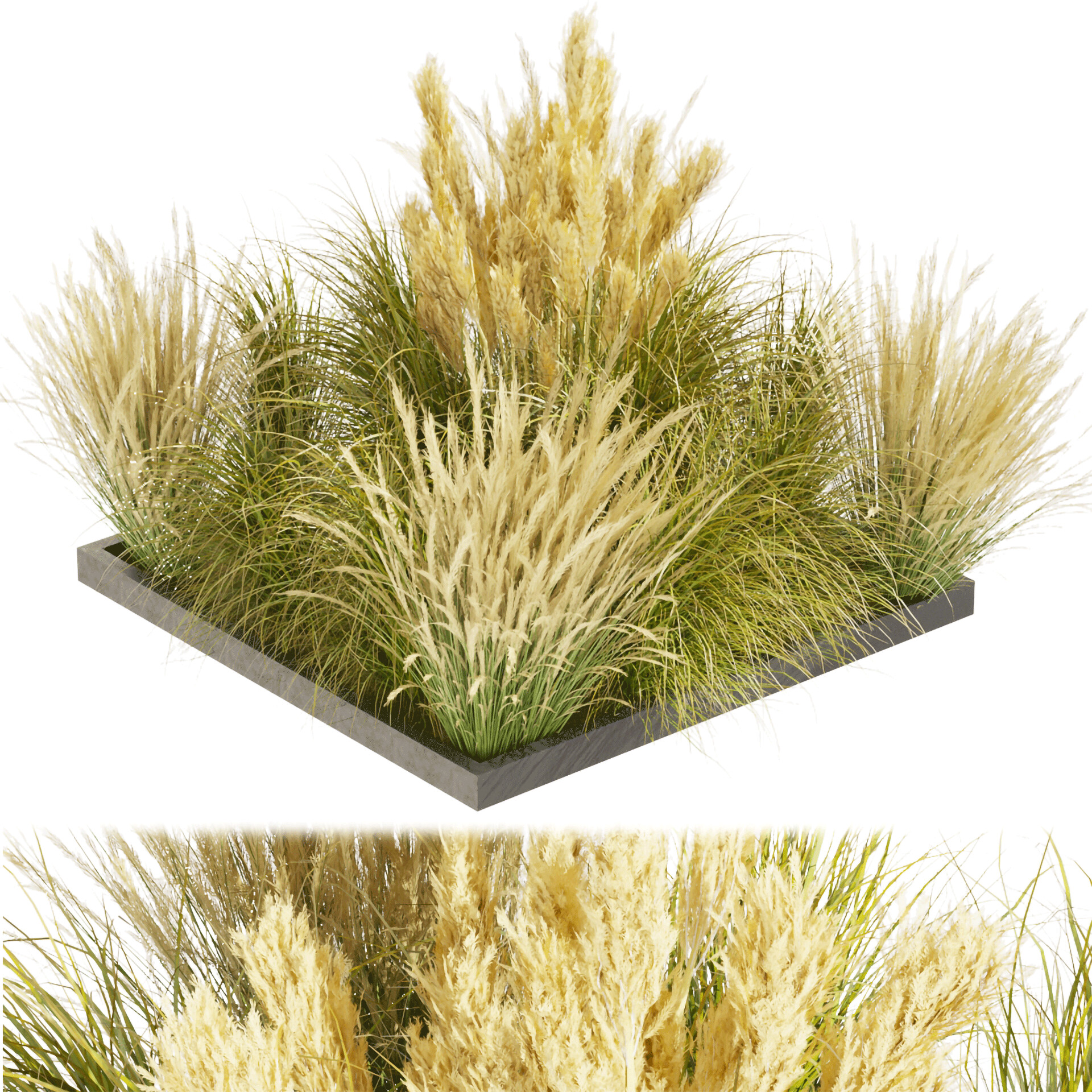 ArtStation Collection plant vol 492 grass Switchgrass Northwind