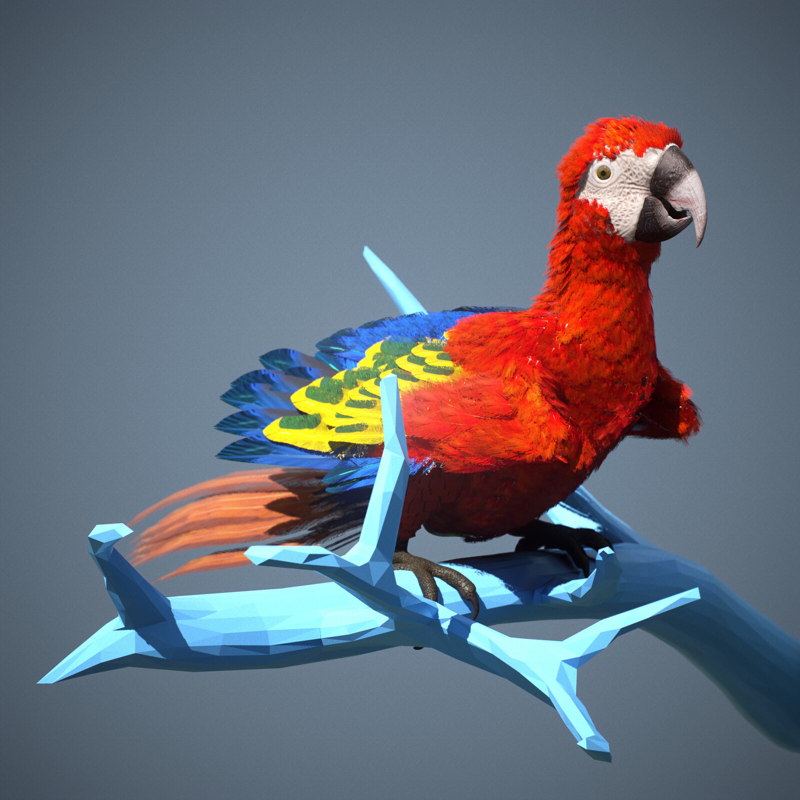Guacamayu, a bird almost driven to extinction due to its great beauty