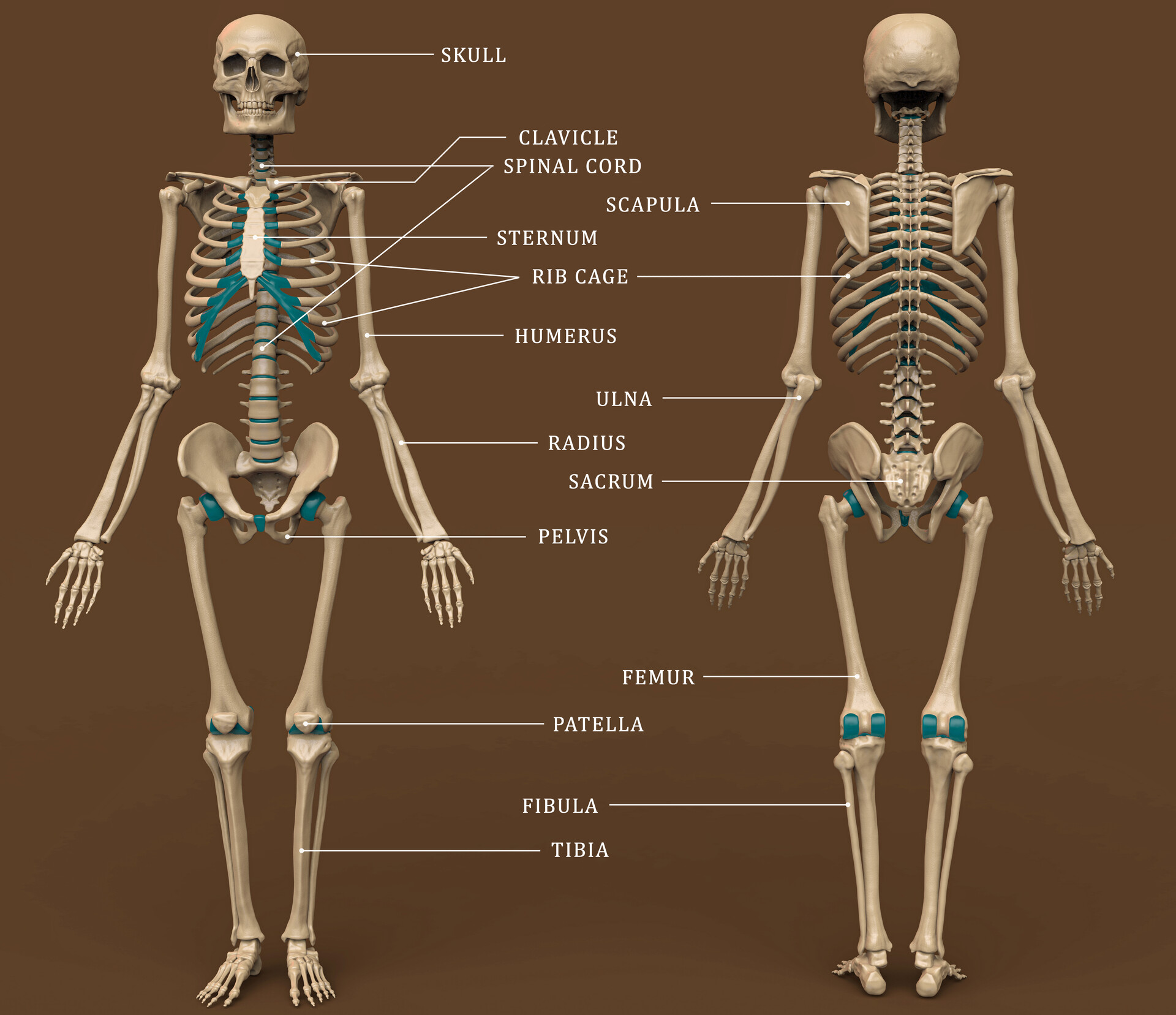 ArtStation - Anatomy Study - Student work