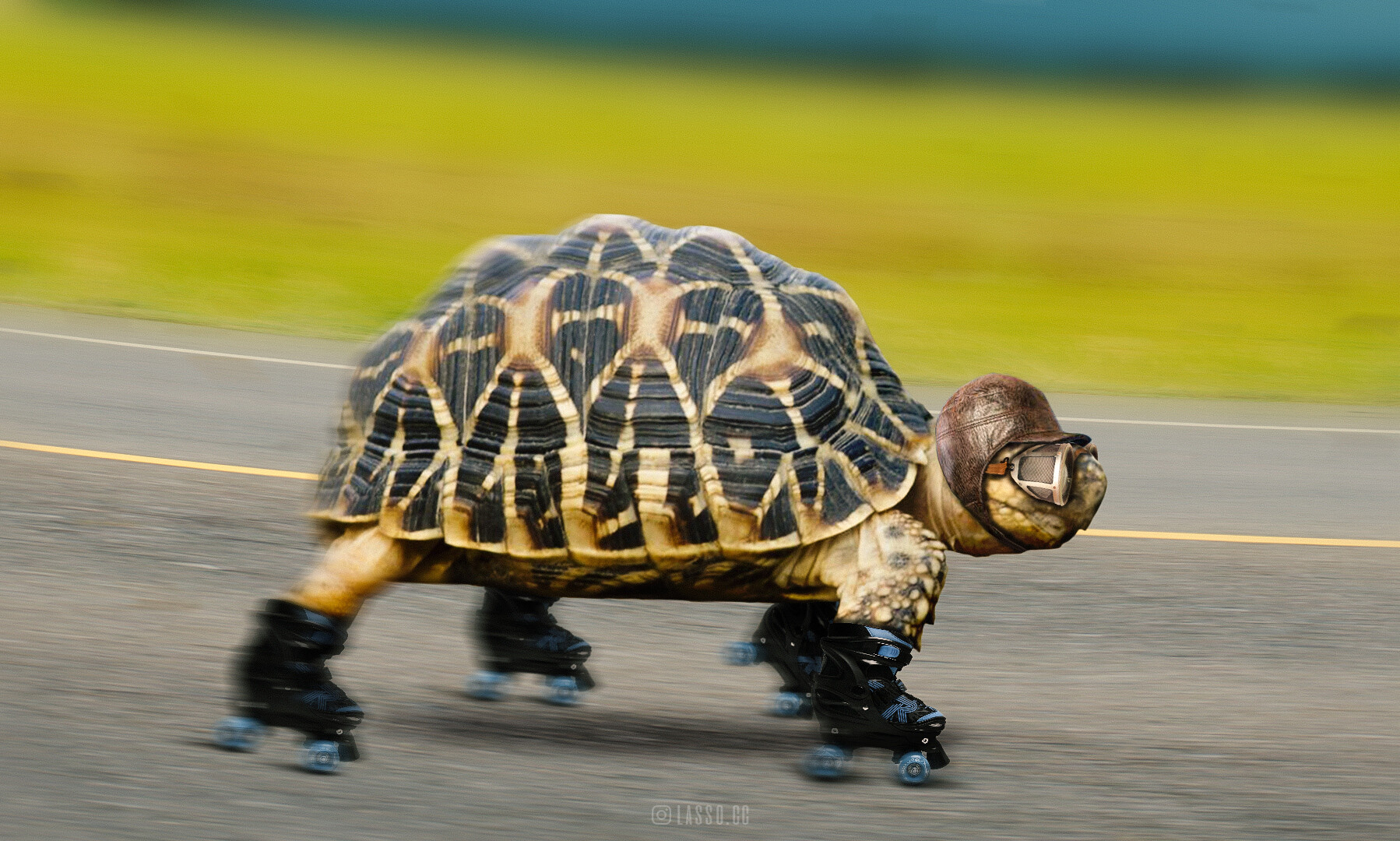 ArtStation - Speedy Turtle