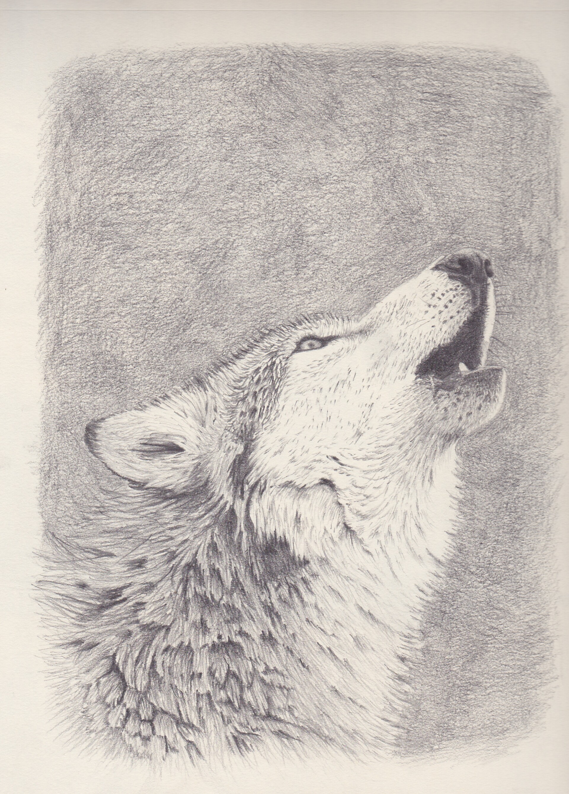 Become a Howling Success at Creating a Wolf Drawing | Skillshare Blog