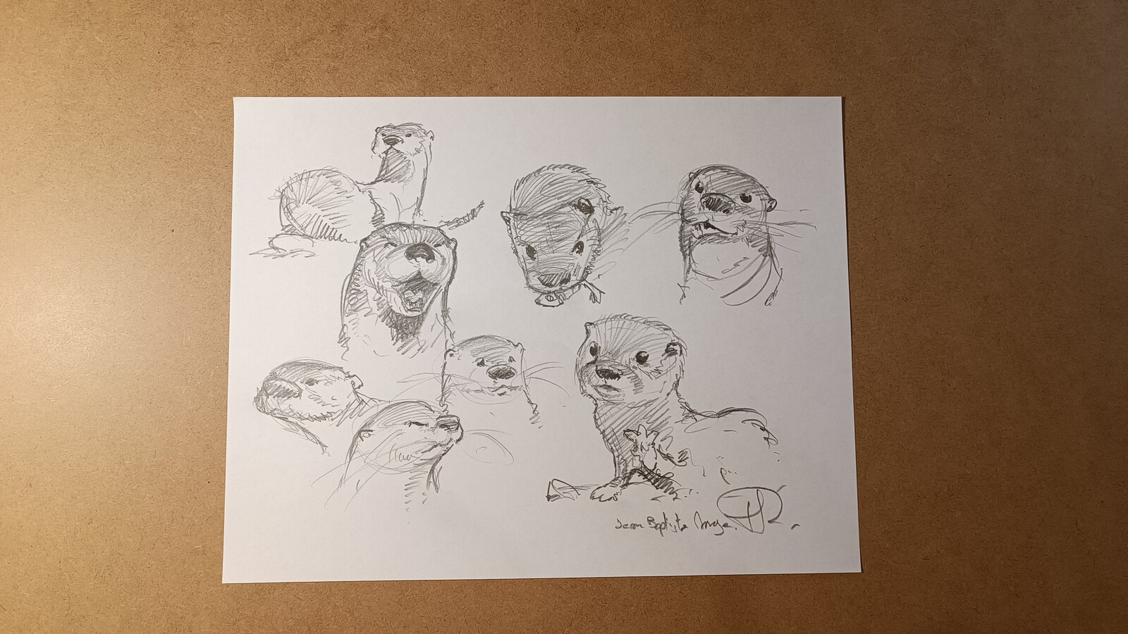 Otter
animal sketch
