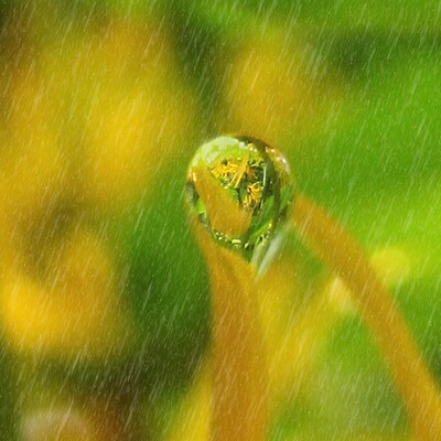 Flowers under the rain