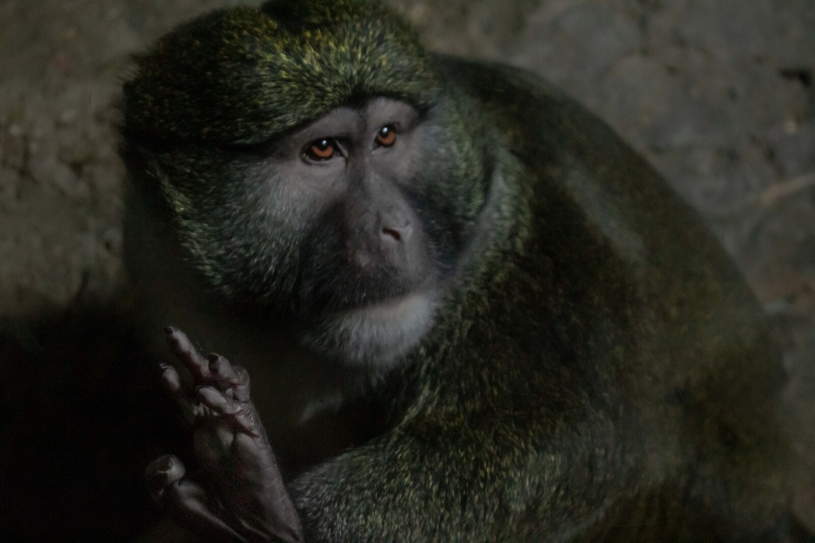 Lincoln Park Zoo - Allen's Swamp Monkey