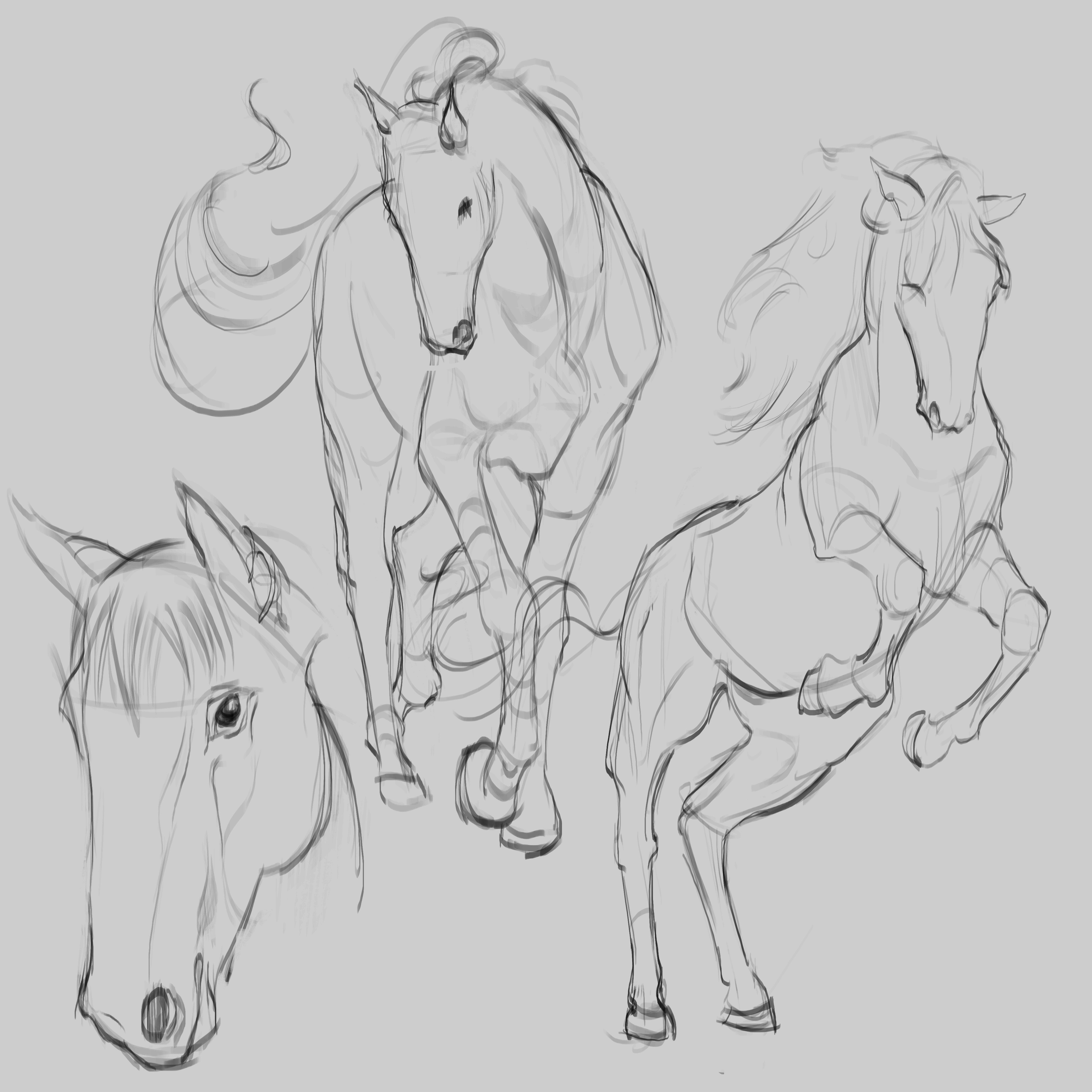 horses