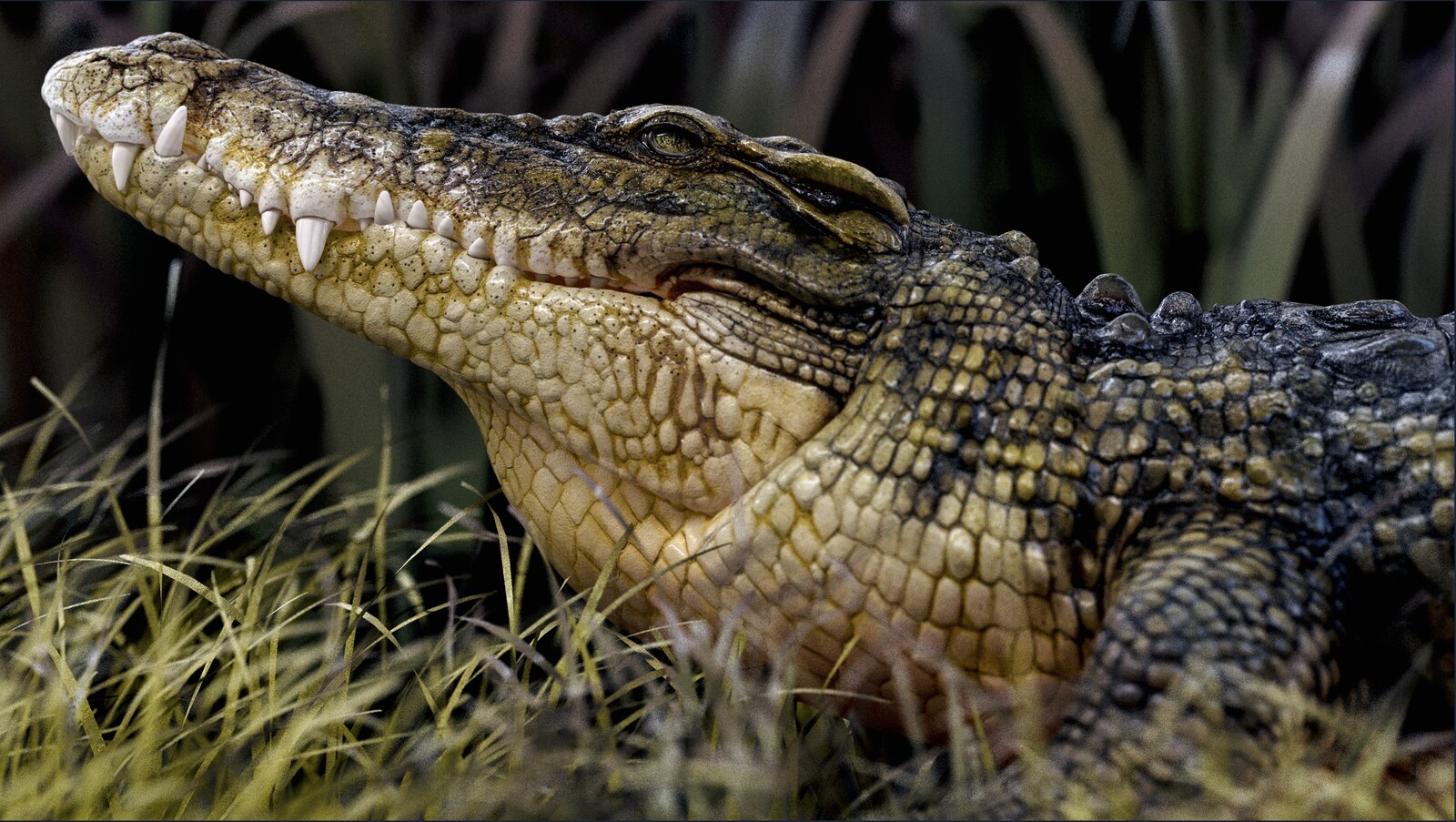 Crocodile render_01