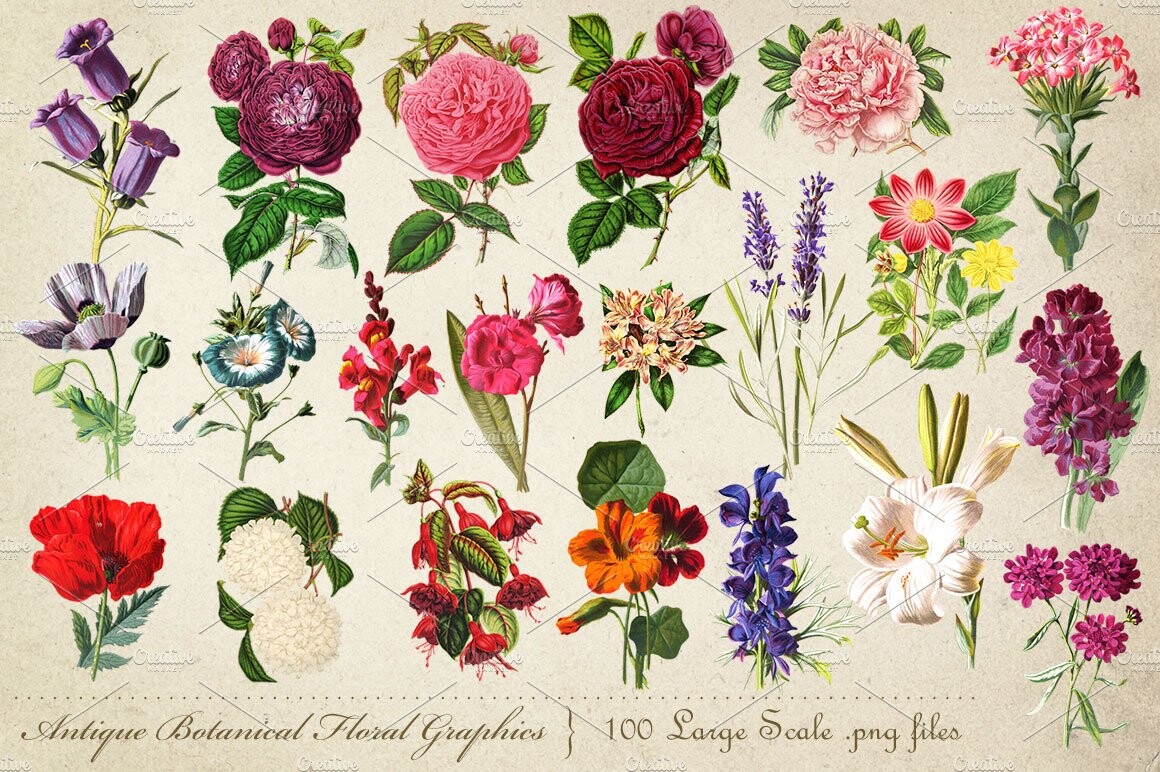 Gpo flowers. Botanical Flowers Society надпись. Botanic Flowers graphic. Antique Flowers.