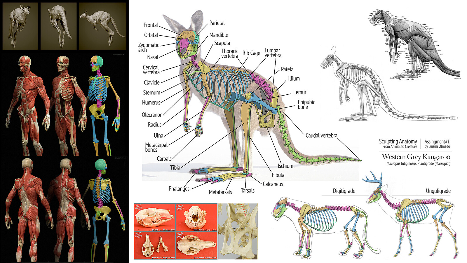 Kangaroo anatomical study and comparison of bones