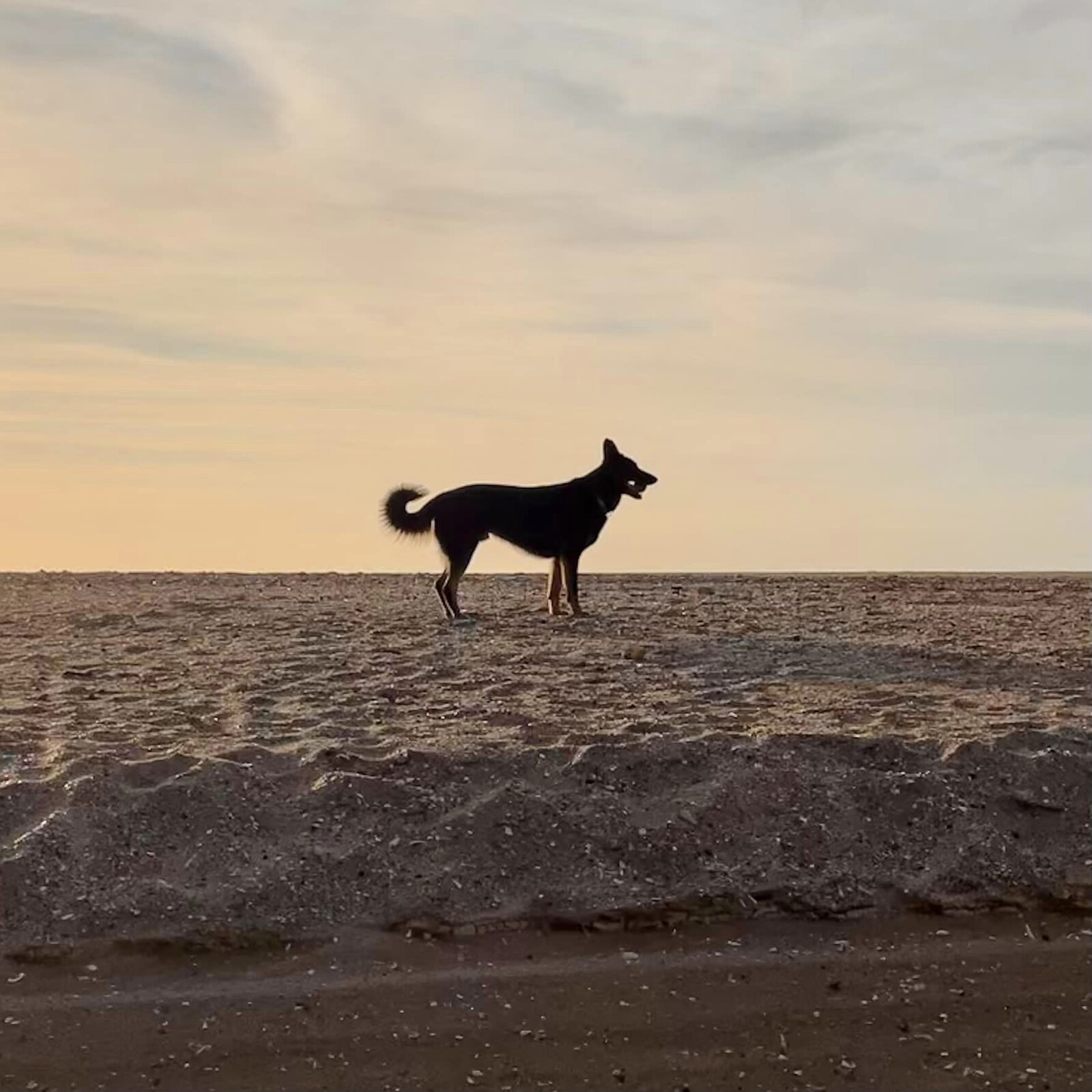 The original dog photo model