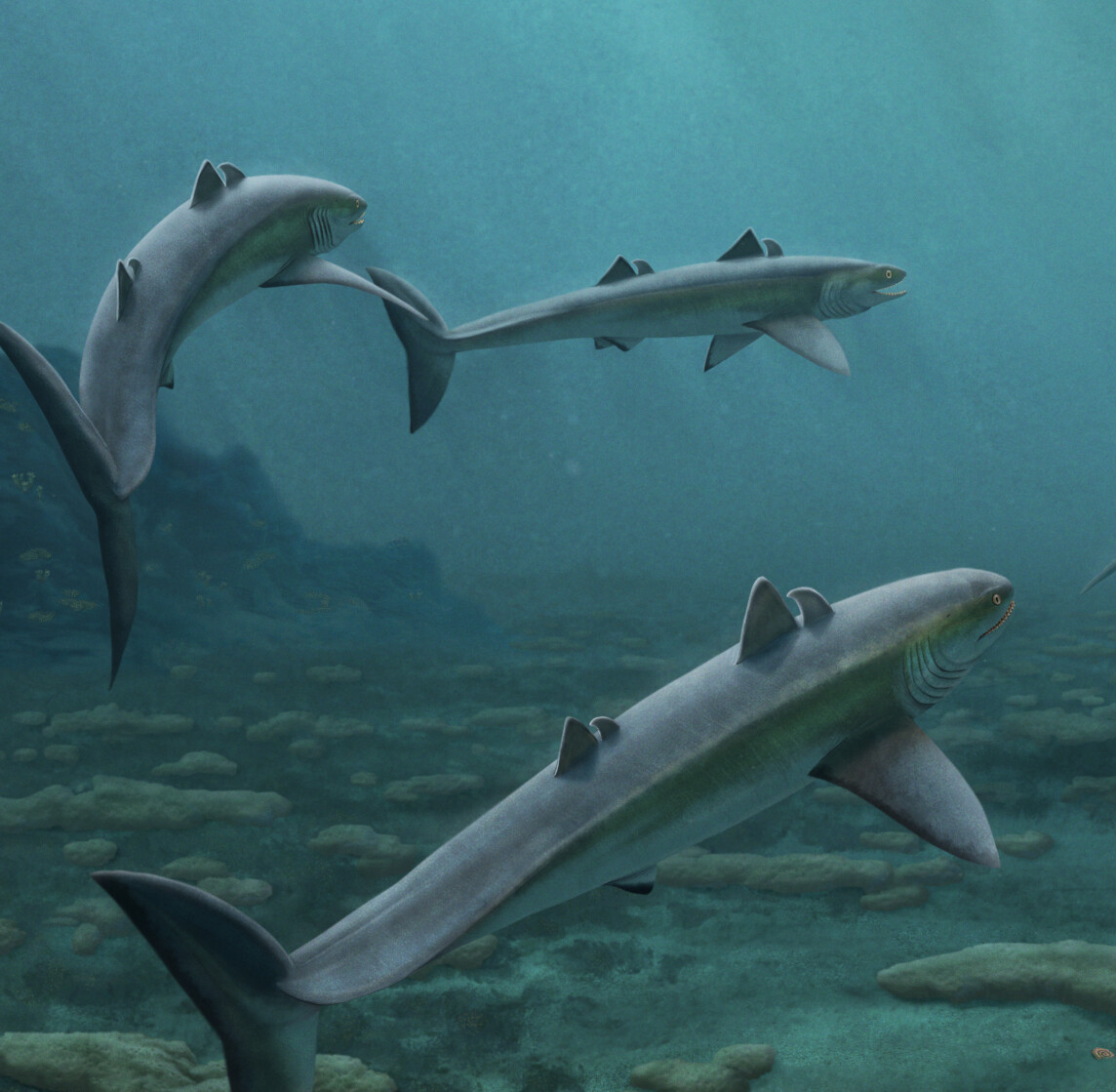 Cladoselache