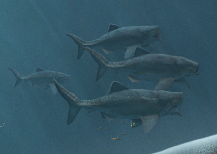 Titanichthys agassizi