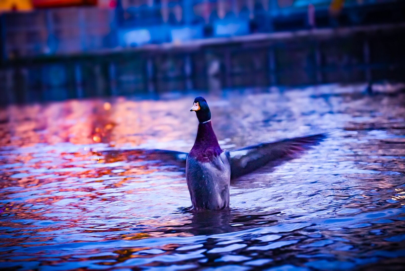 Canard
