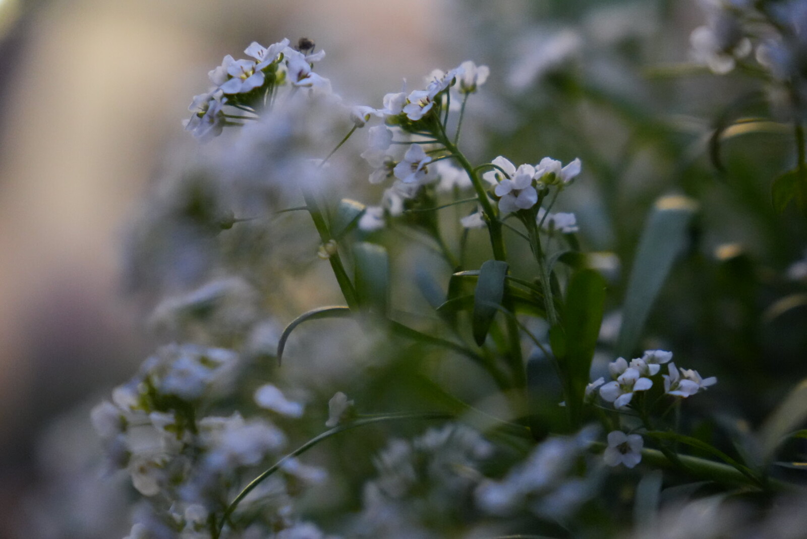 White flowers