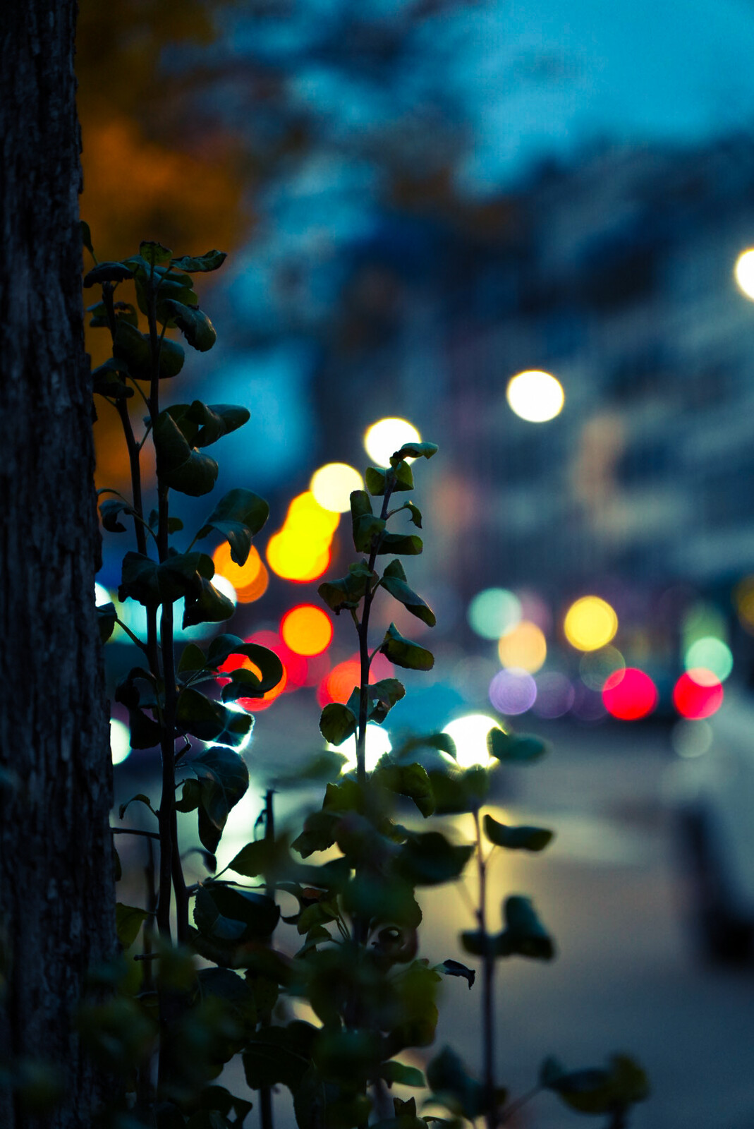 Urban vegetation