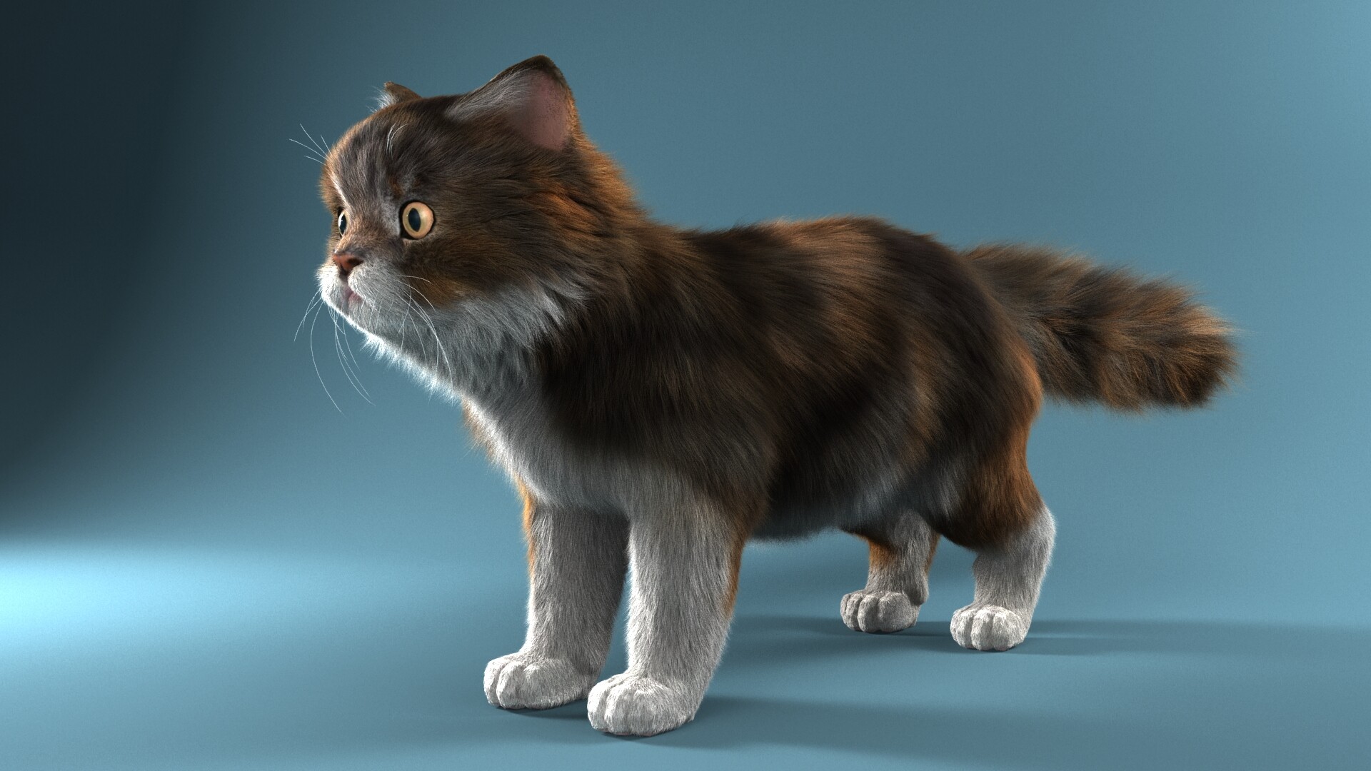 Cat3plus